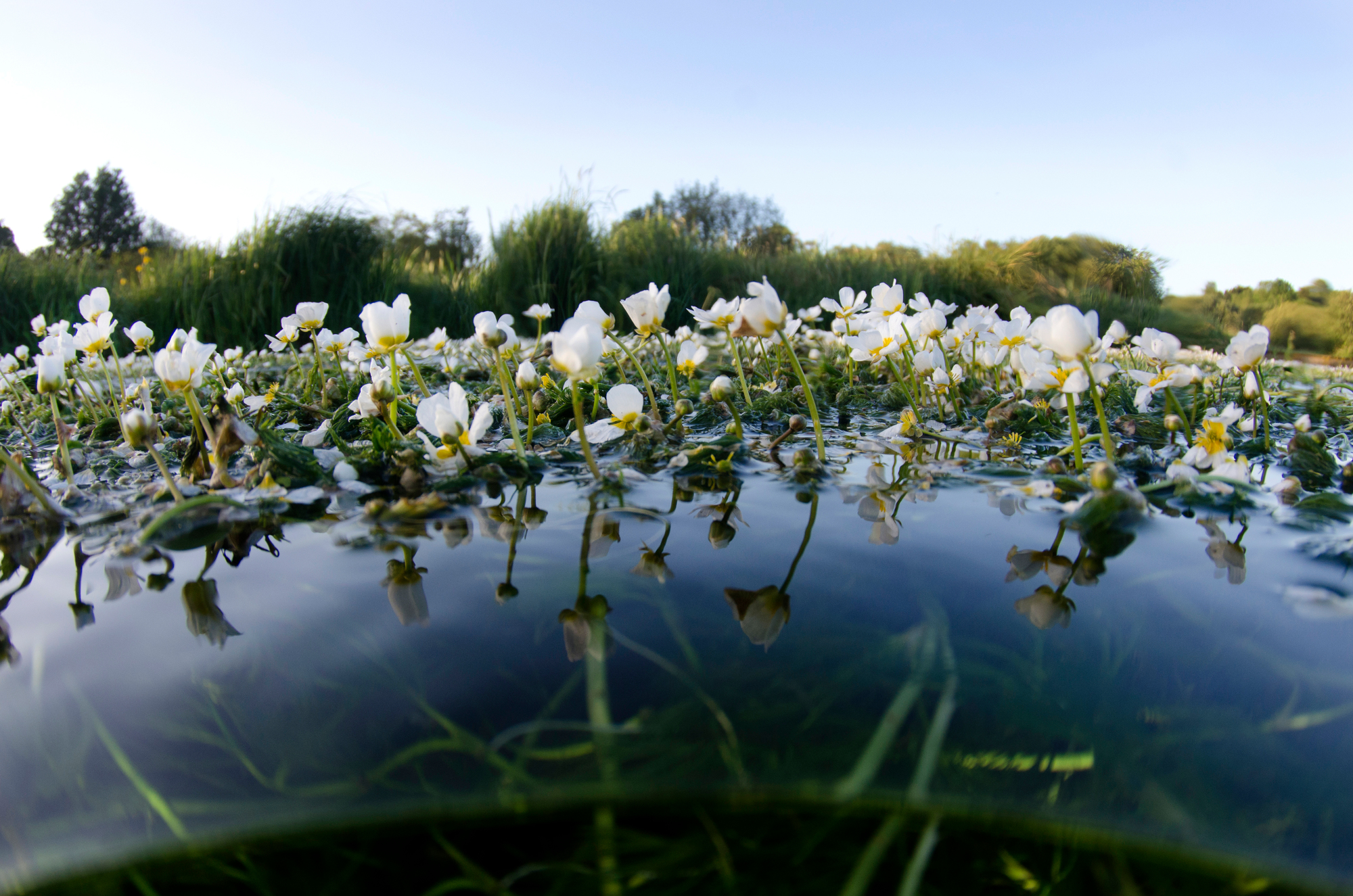 Topside photo showing the chalk stream water crowfoot flowers - © Charlotte Sams / WWF-UK A chalk stream