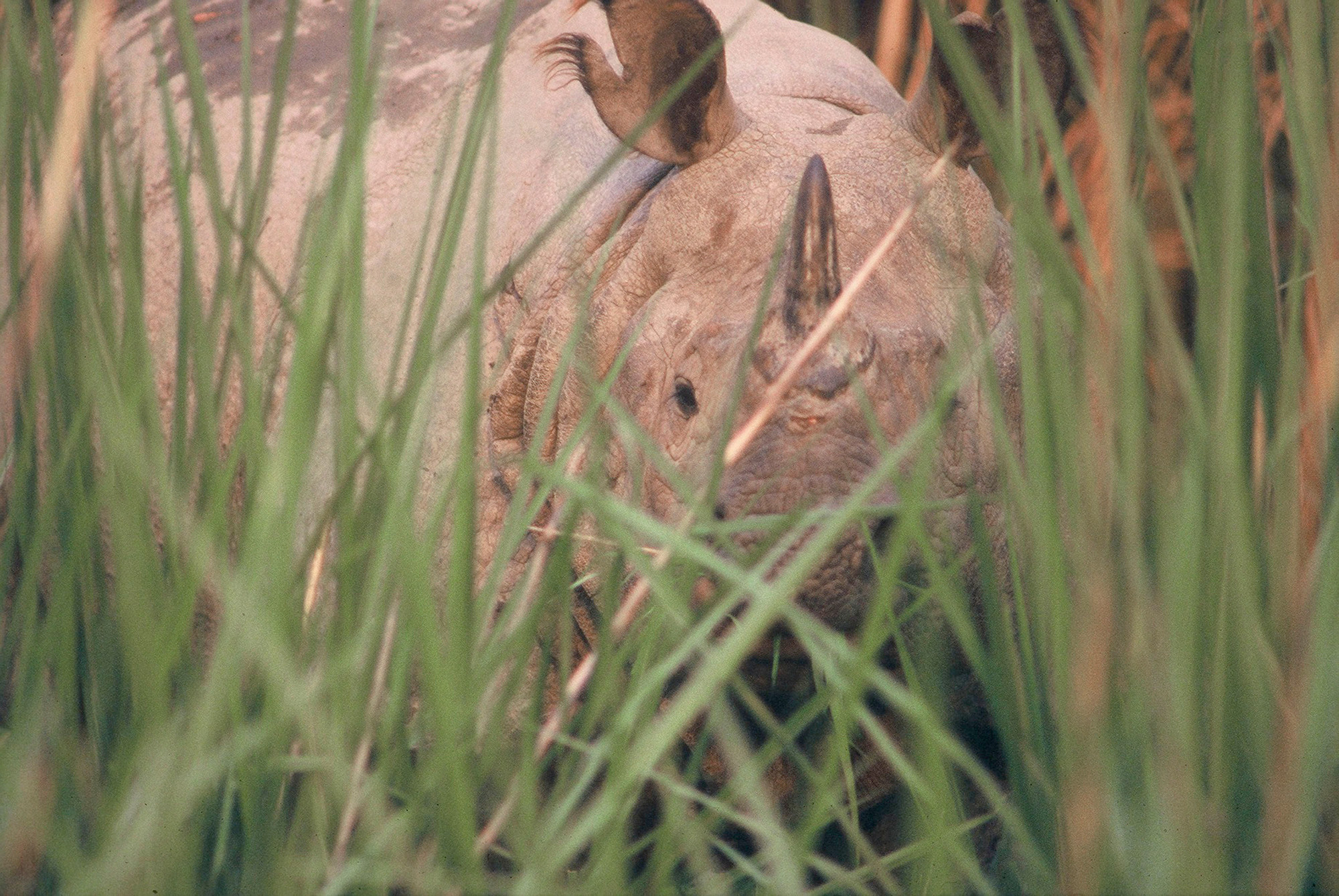 Asian rhino hiding in grass © Helena Telkänranta / WWF Asian rhino hiding in grass