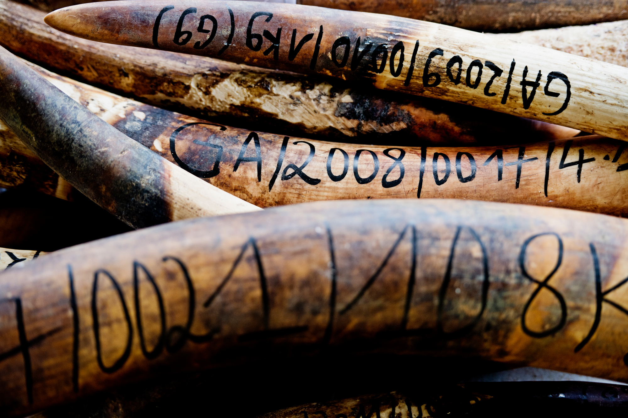 Illegal ivory - © WWF / James Morgan Illegal ivory