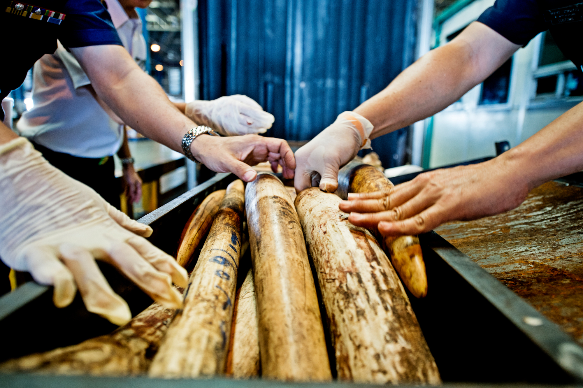 Seized shipment of elephant tusks - © WWF / James Morgan Seized shipment of elephant tusks