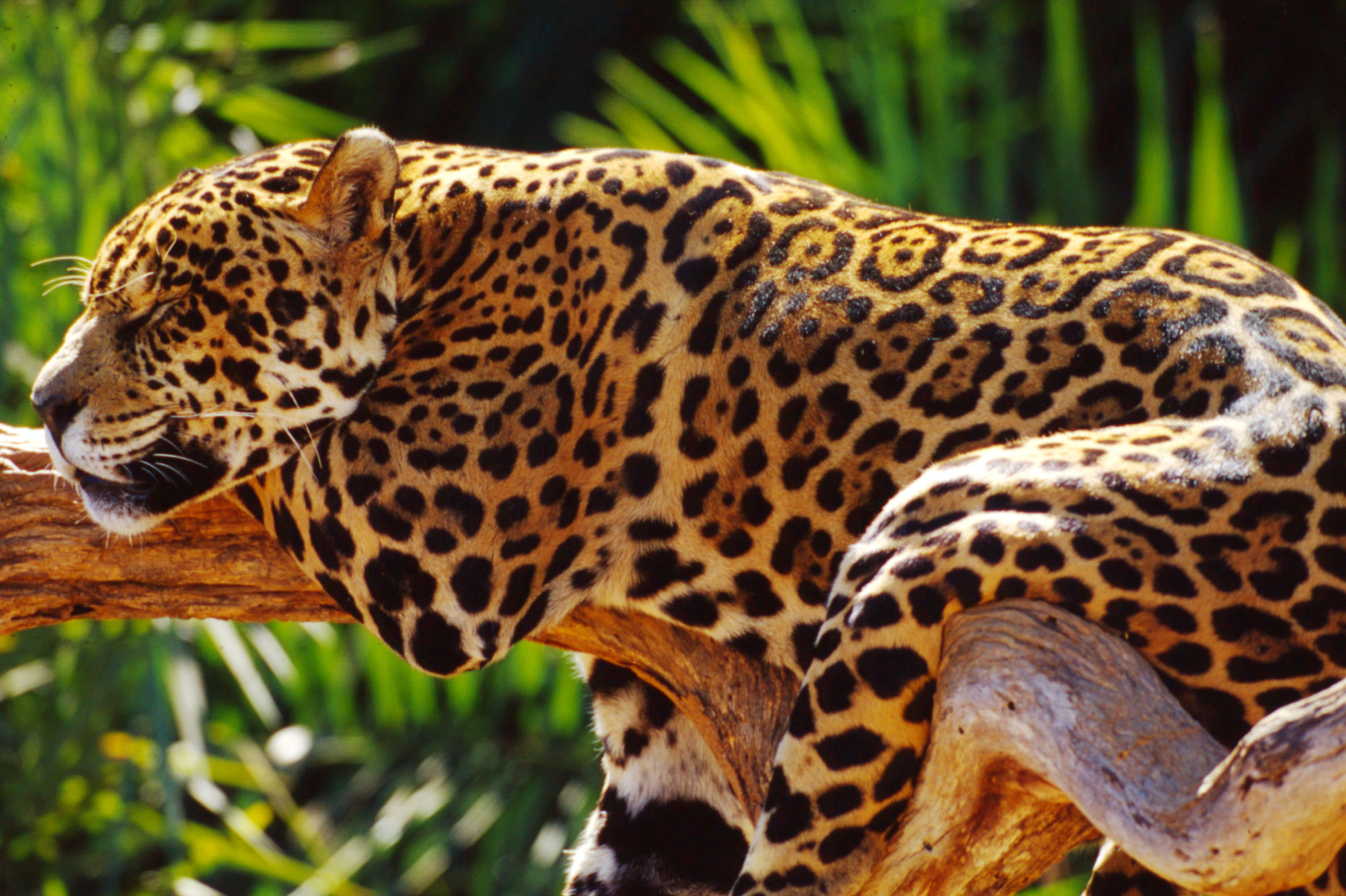 Jaguar sleeping on a branch (landscape) © Michel Gunther / WWF Jaguar sleeping on a branch