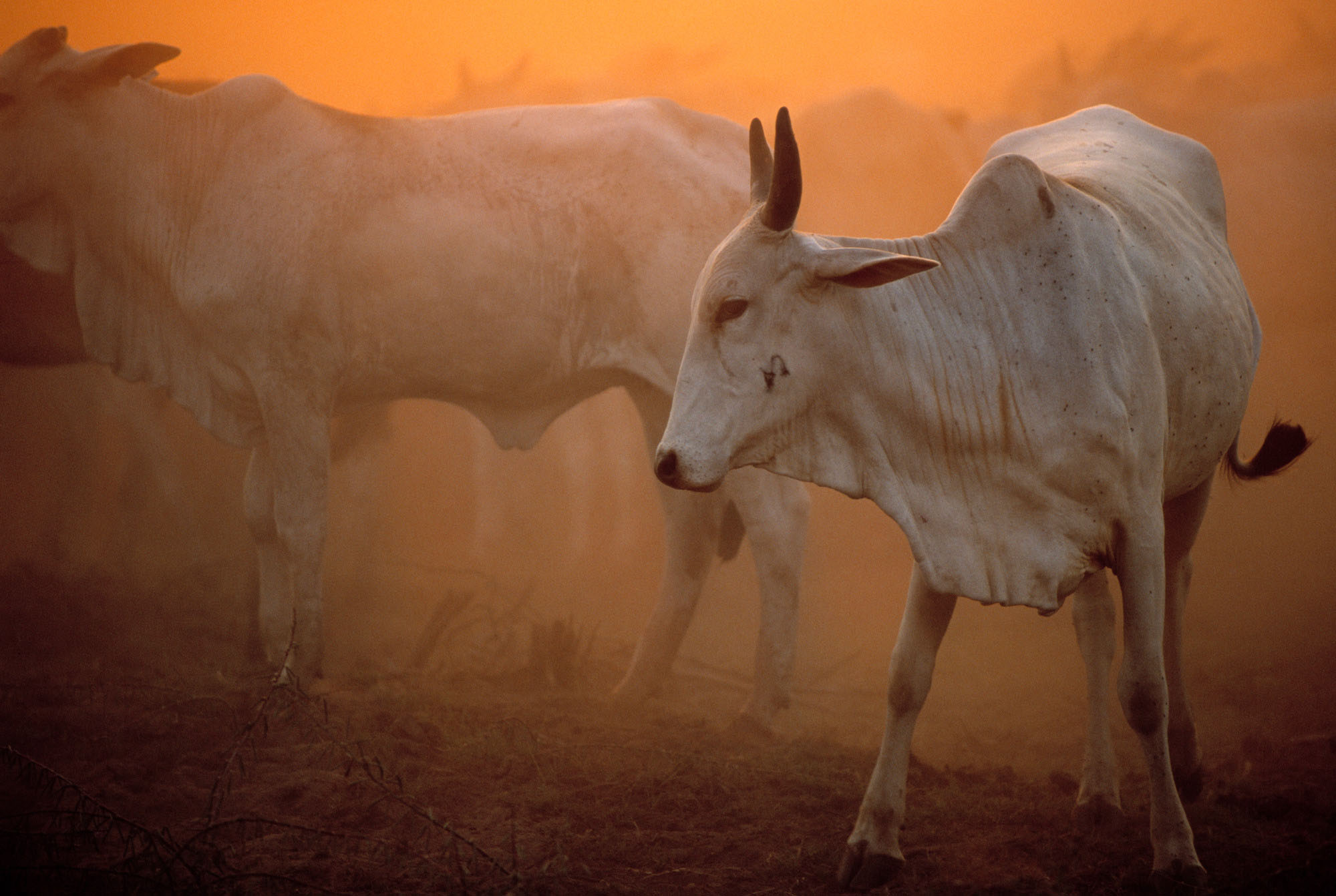 Understanding Concentrated Animal Feeding Operations and Their Impact