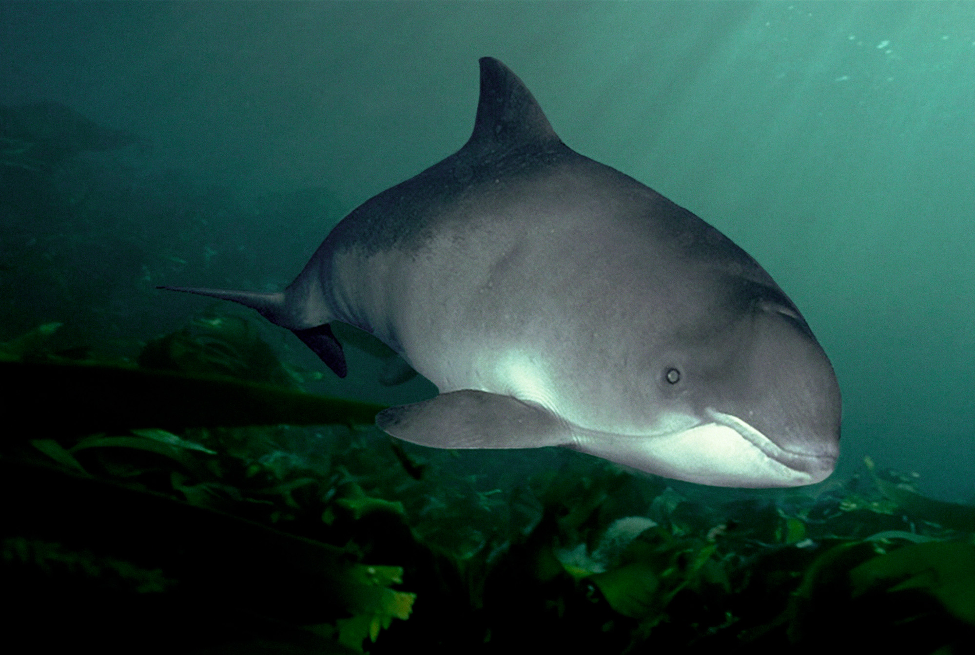 Harbour porpoise off Isle of Man - © naturepl.com / Florian Graner / WWF Harbour porpoise off Isle of Man