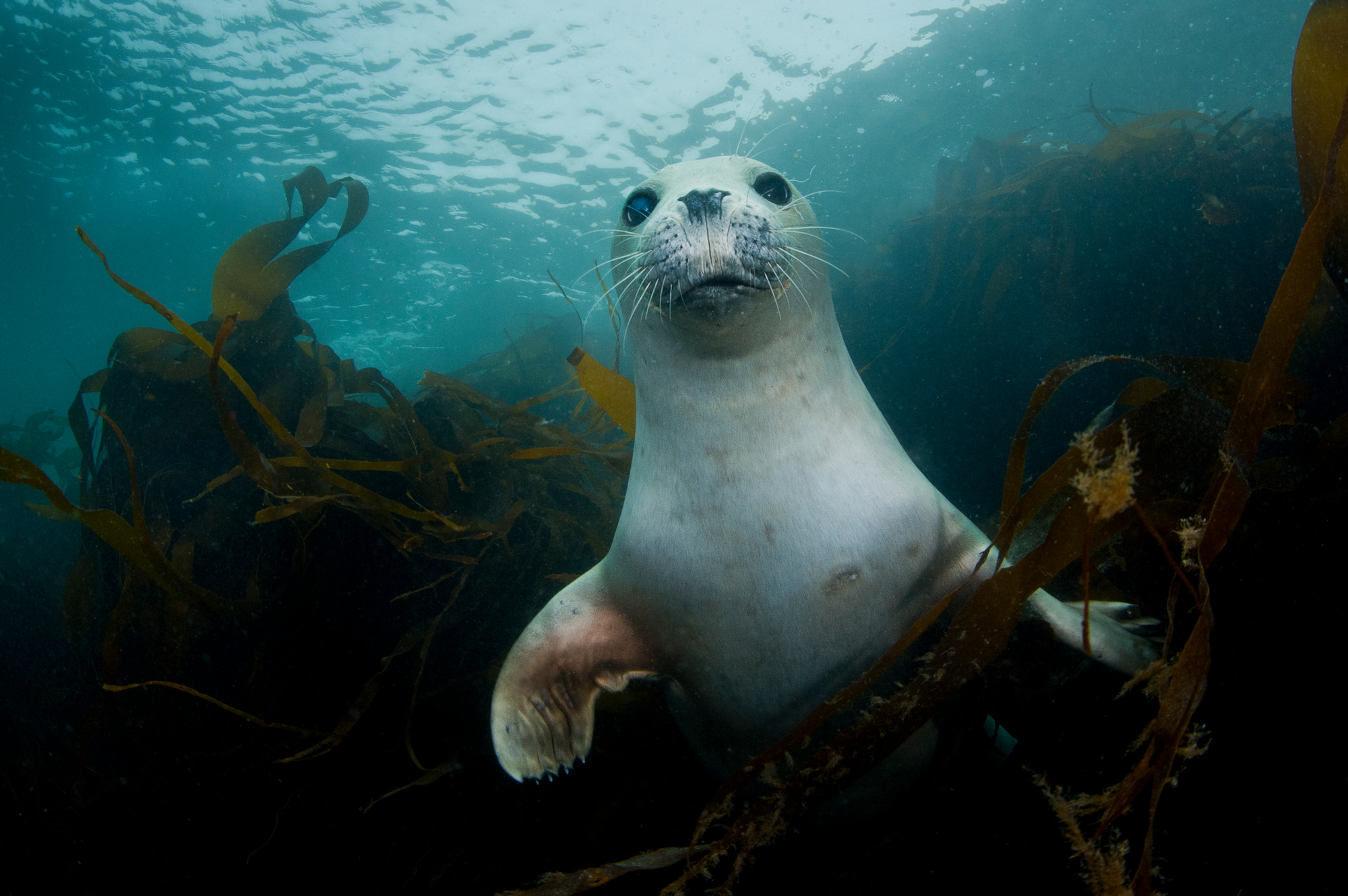 A young harbour or common seal in the UK seas off of Devon - © naturepl.com / Alex Mustard / WWF A young harbour or common seal