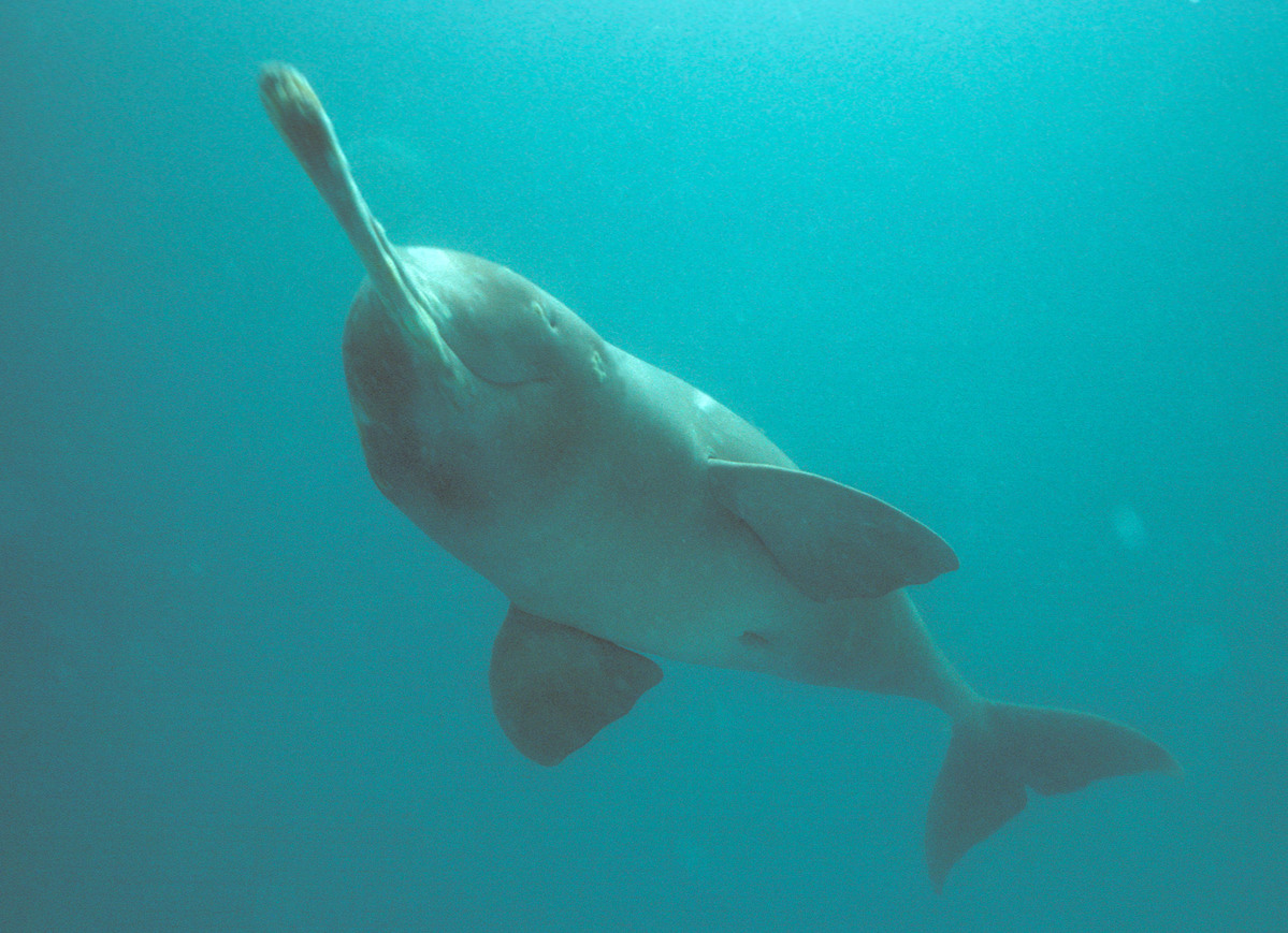 Plataniste or Ganges river dolphin (Platanista gangética), Karnaphuli river, Bangladesh Plataniste or Ganges river dolphin (Platanista gangética), Karnaphuli river, Bangladesh