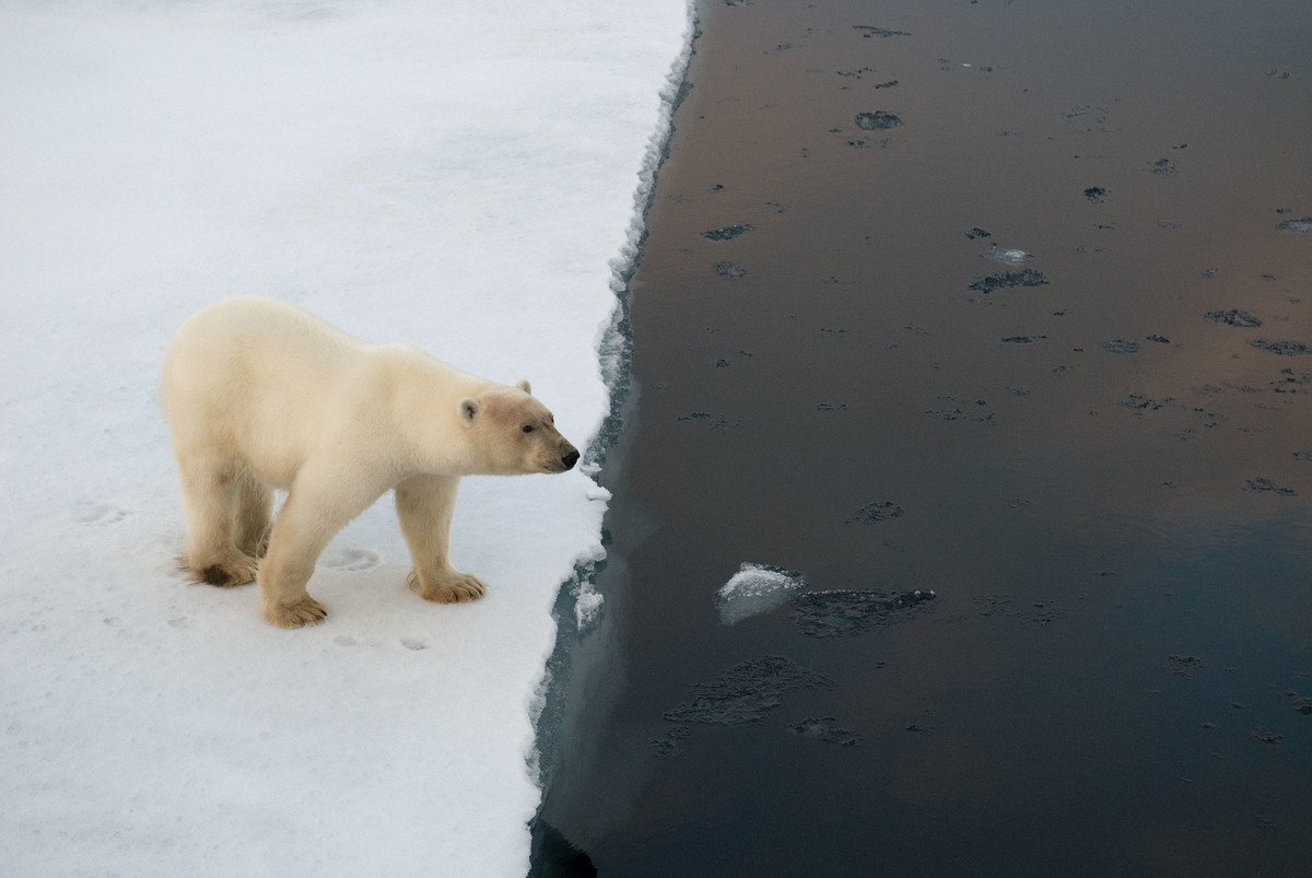Polar bear on edge of an ice flow, Spitsbergen Polar bear on edge of an ice flow, Spitsbergen