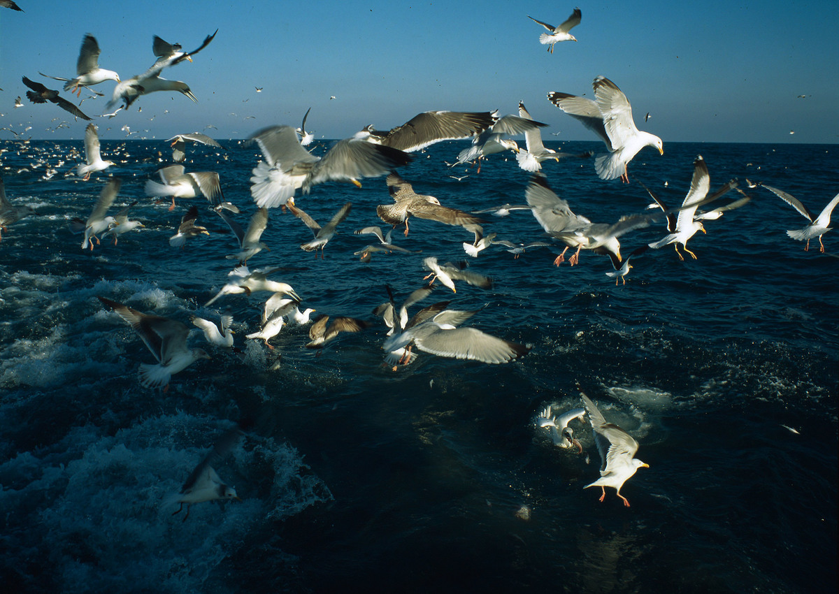 Deep sea fishing, seabirds in the wake of a deep sea trawler. Some of them feed on the discarded fish which are kicked overboard. Deep sea fishing, seabirds in the wake of a deep sea trawler. Some of them feed on the discarded fish which are kicked overboard.