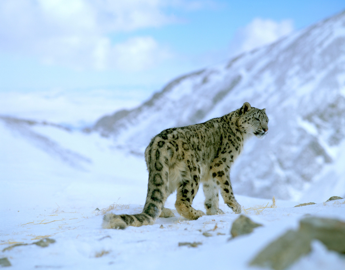 Snow leopards WWF