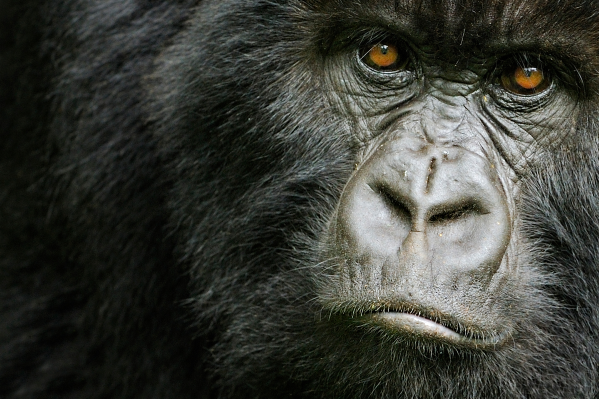 Mountain gorilla (Gorilla beringei beringei) young female, portrait, Volcanoes NP, Virunga mountains, Rwanda Mountain gorilla (Gorilla beringei beringei) young female, portrait, Volcanoes NP, Virunga mountains, Rwanda