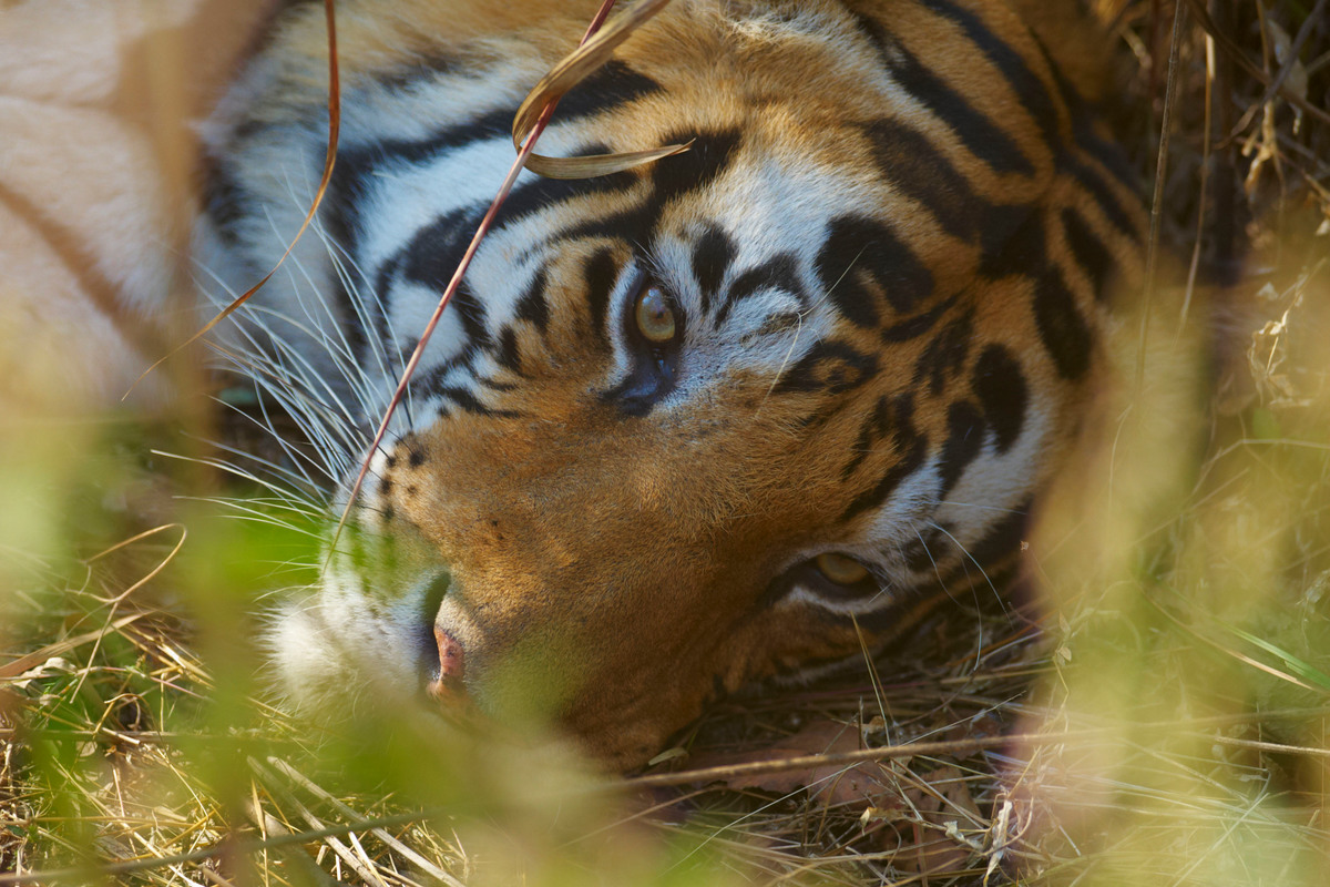 Bengal tiger, Panthera tigris tigris, male, Kanha National Park, Madhya Pradesh, India. Bengal tiger, Panthera tigris tigris, male, Kanha National Park, Madhya Pradesh, India.