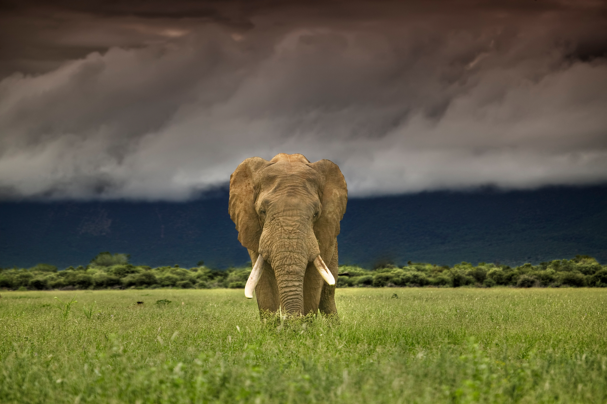 African elephant - © naturepl.com / Andy Rouse / WWF African elephant