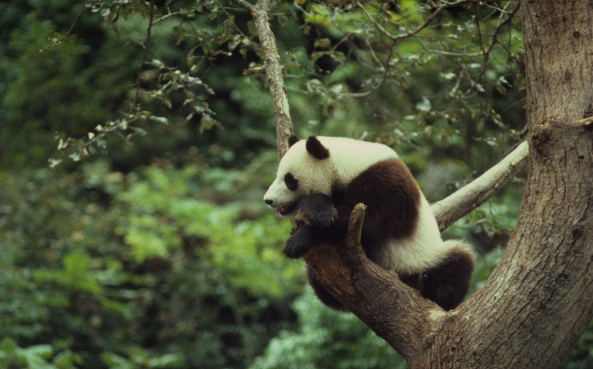 Giant pandas WWF