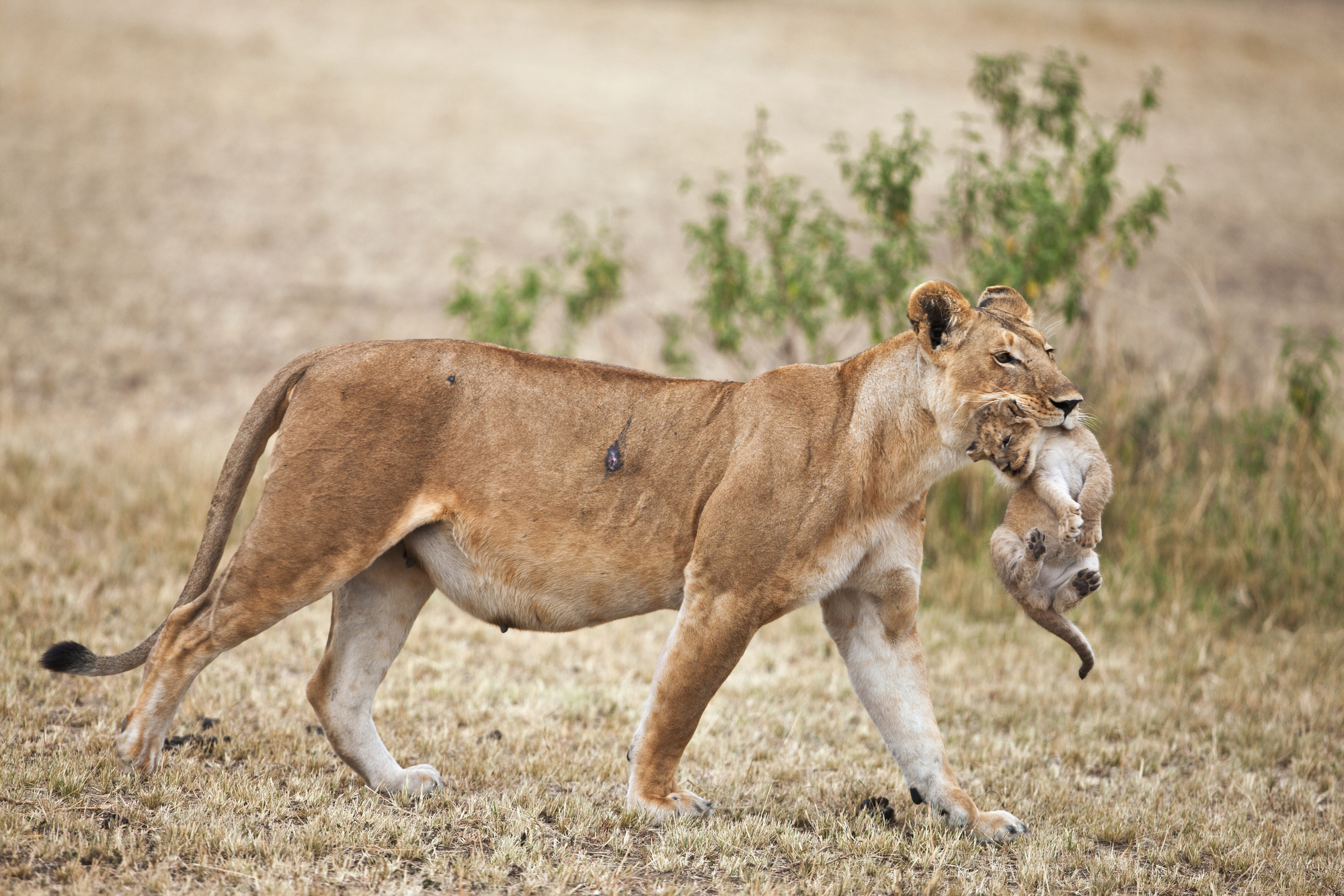 Lioness carrying cub - © Martin Harvey / WWF Lioness carrying cub