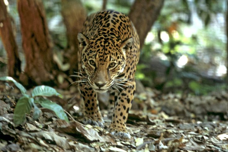 Jaguar walking through the forest © WWF-UK Jaguar walking through the forest