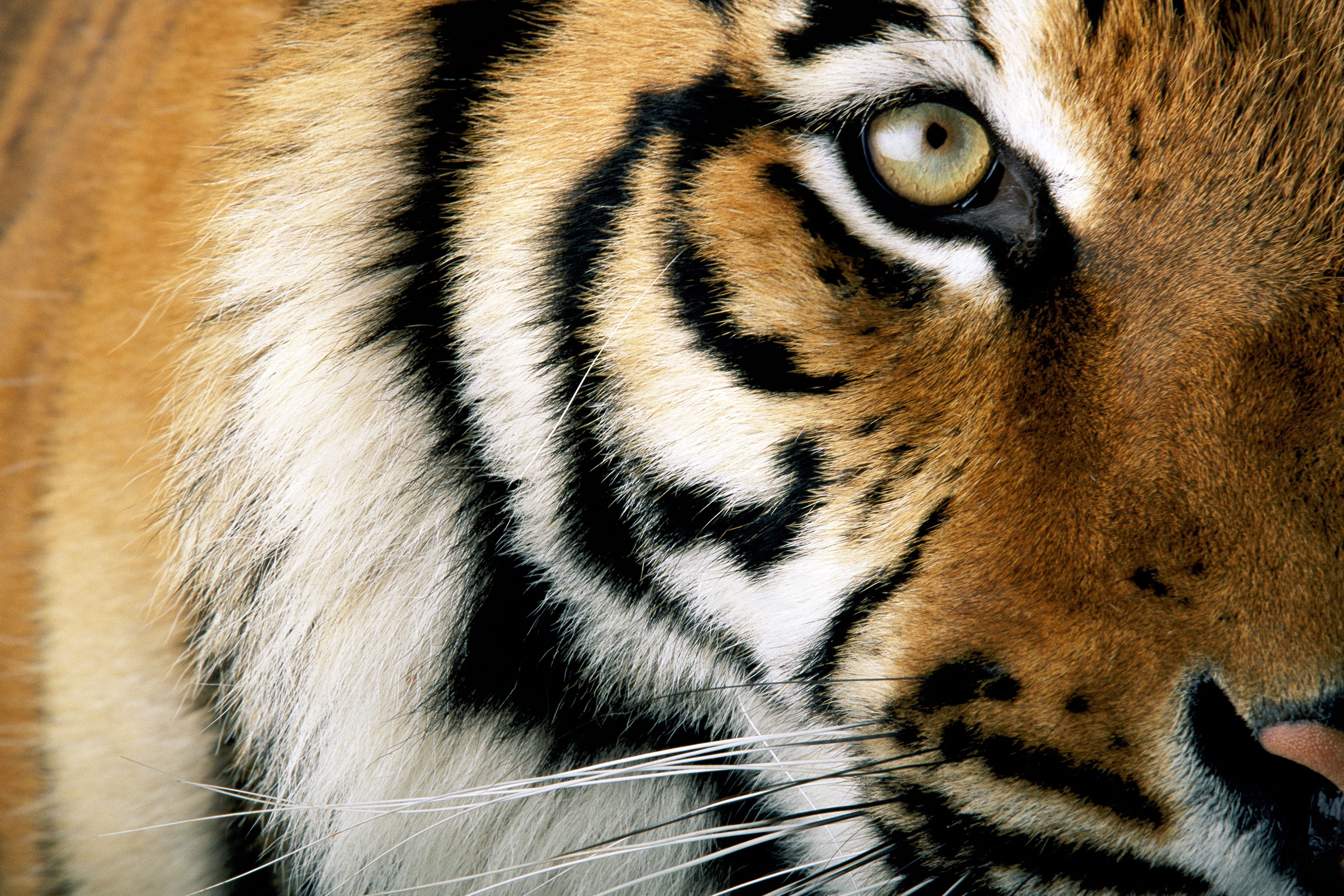 Close up of a tiger © National Geographic Stock / Michael Nichols / WWF Close up of a tiger © National Geographic Stock / Michael Nichols / WWF