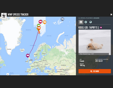 Polar bear tracker map © WWF-International Polar bear tracker map