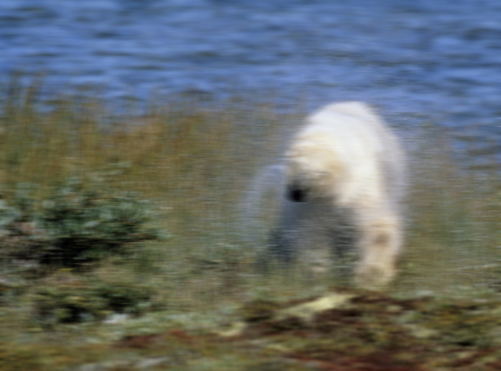 Polar bear phone footage Polar bear phone footage