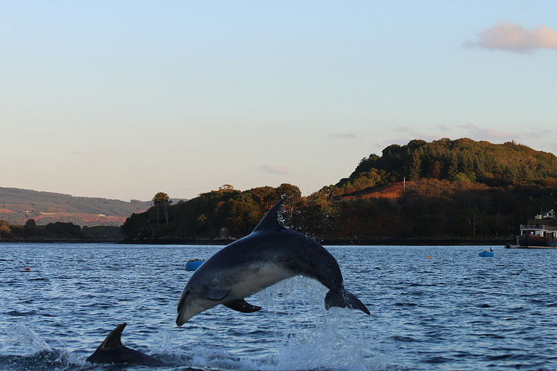 Dolphin jumping in the waters of Tobermory Dolphin jumping in the waters of Tobermory
