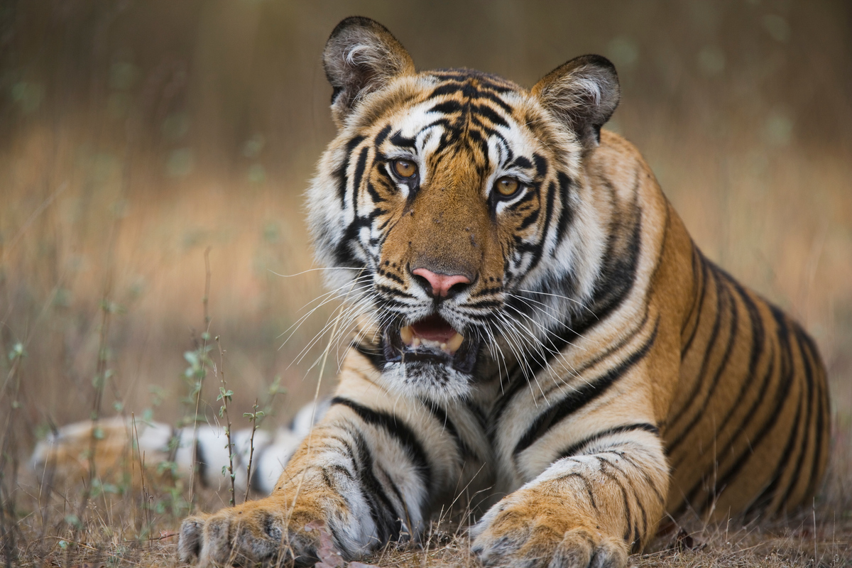 Tiger © Theo Allofs Tiger © Theo Allofs
