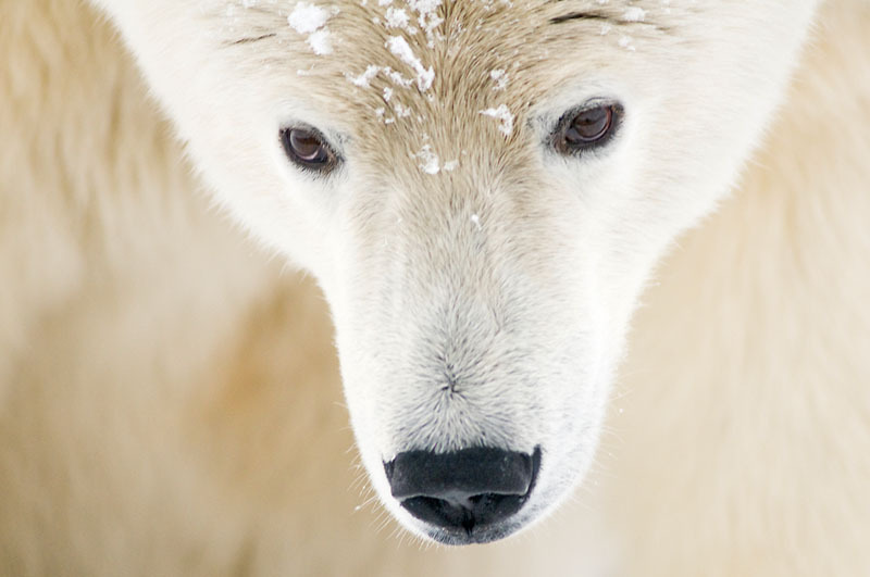 Close up of a polar bear Close up of a polar bear