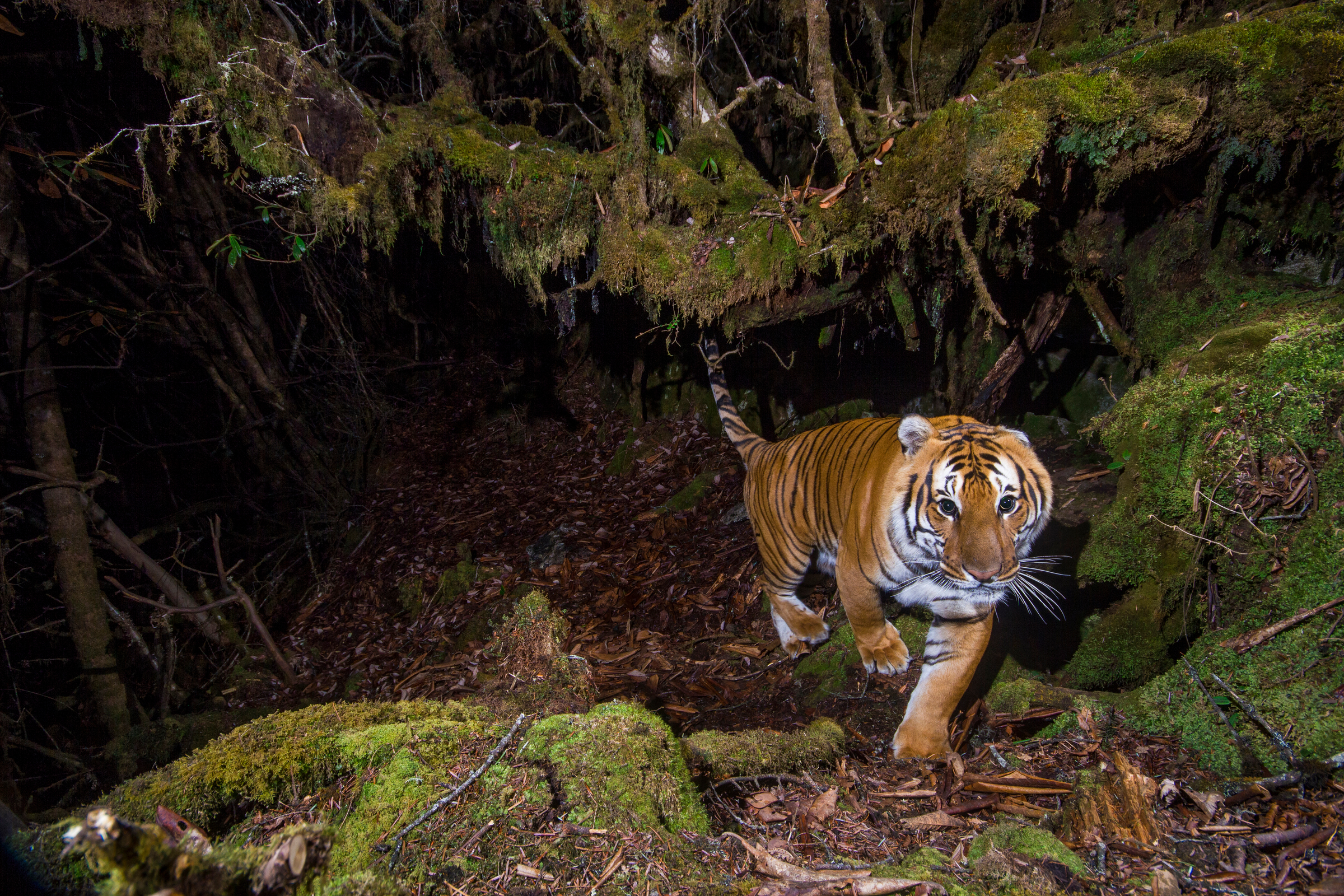 Tiger at night Tiger at night