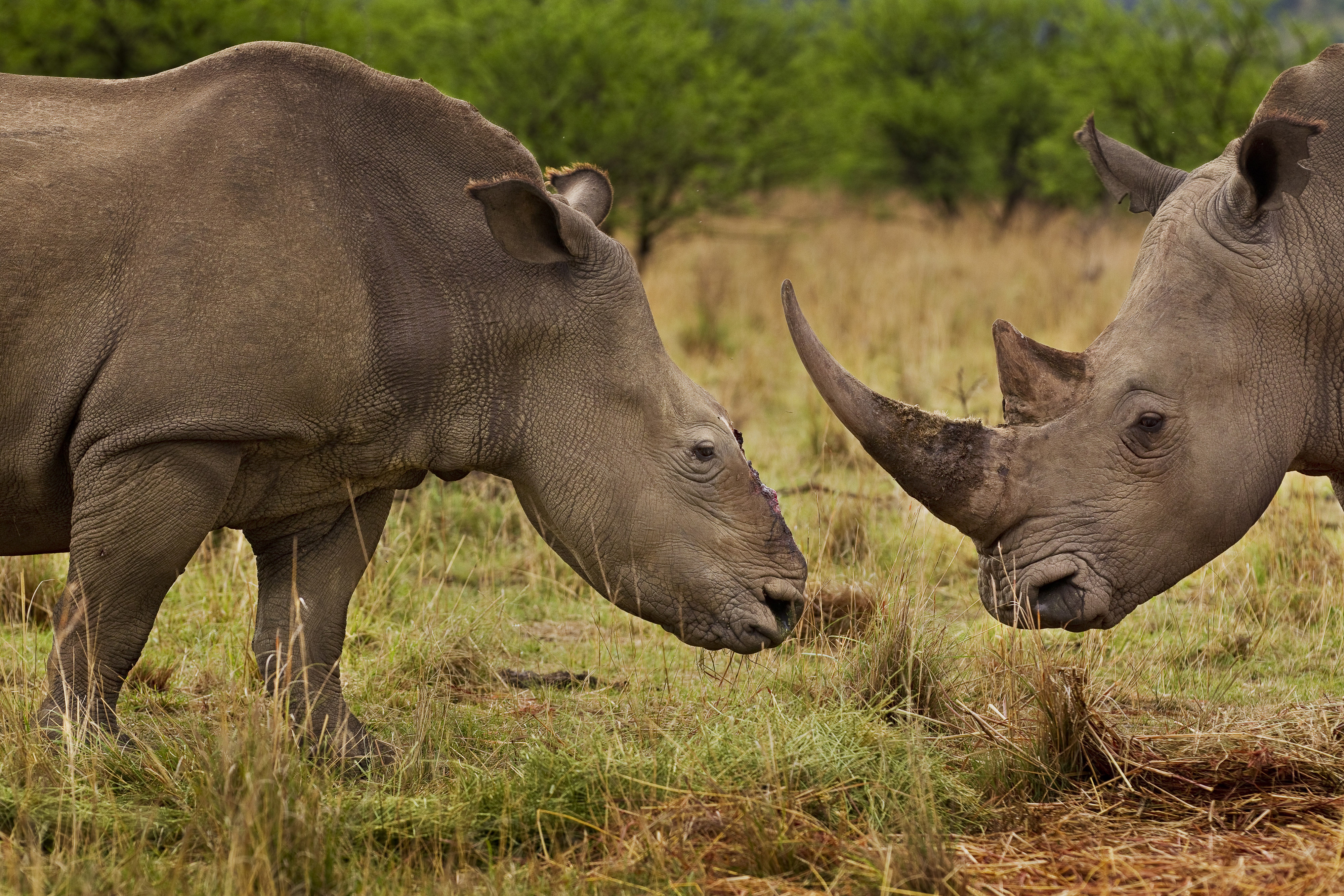 A female rhino with her horn missing, after it was removed by poachers A female rhino with her horn missing, after it was removed by poachers