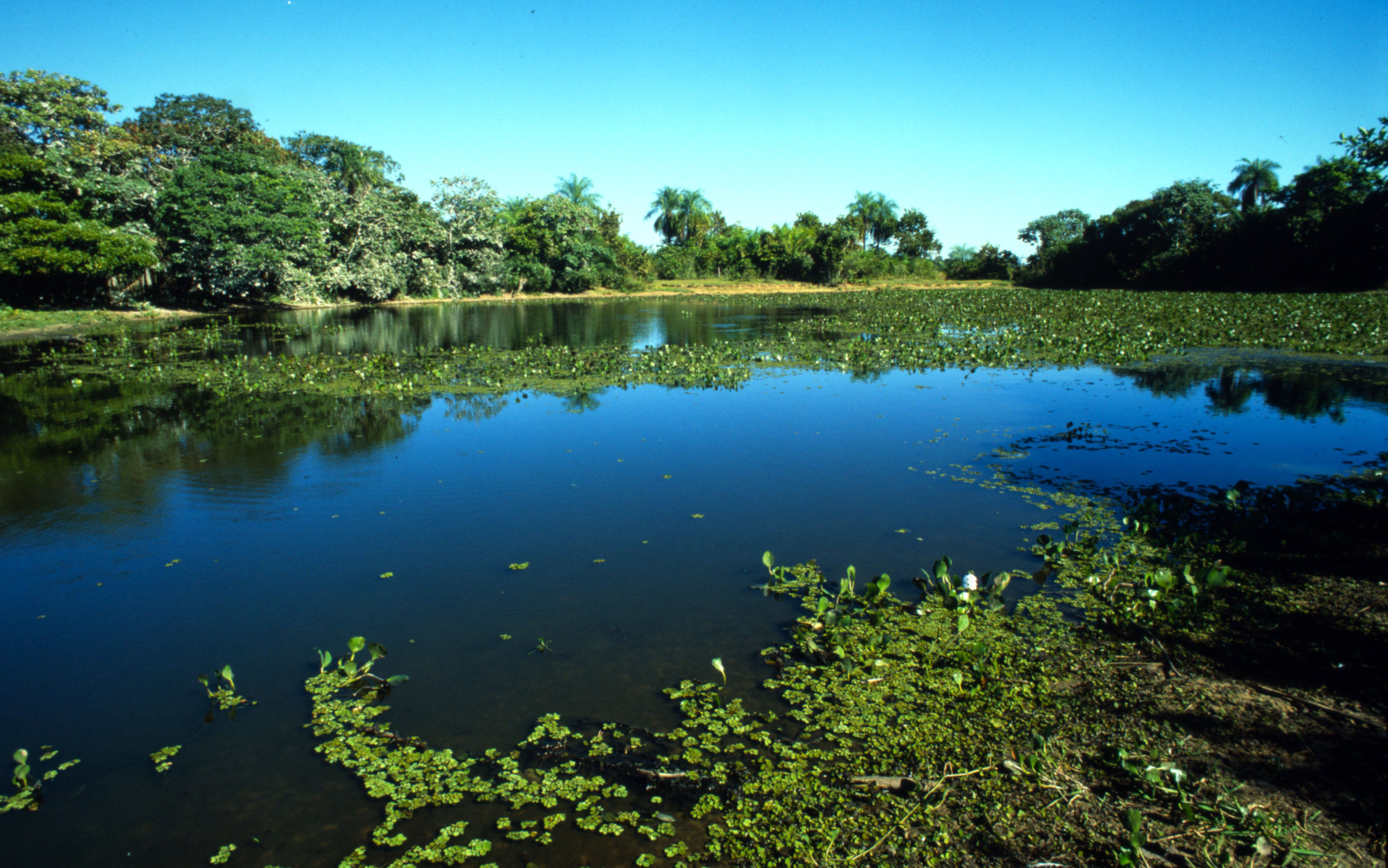 Pantanal river, Mato Grosso, Brazil Pantanal river, Mato Grosso, Brazil