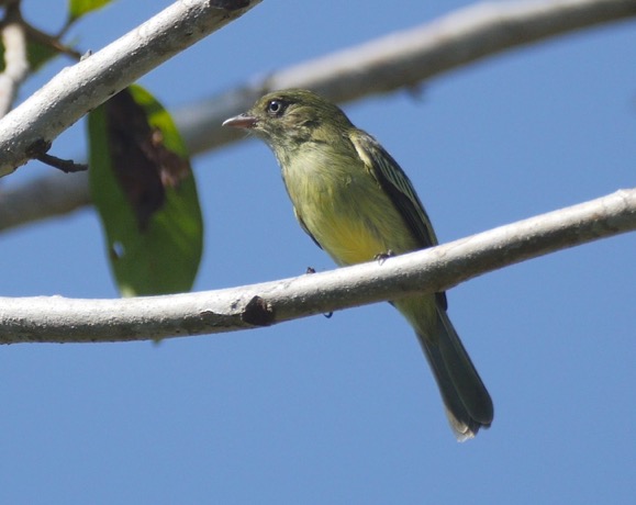 Chico's Tyrannulet bird Chico's Tyrannulet bird