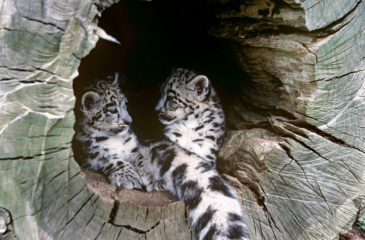 Snow leopard cubs (Panthera uncia) Snow leopard cubs (Panthera uncia)