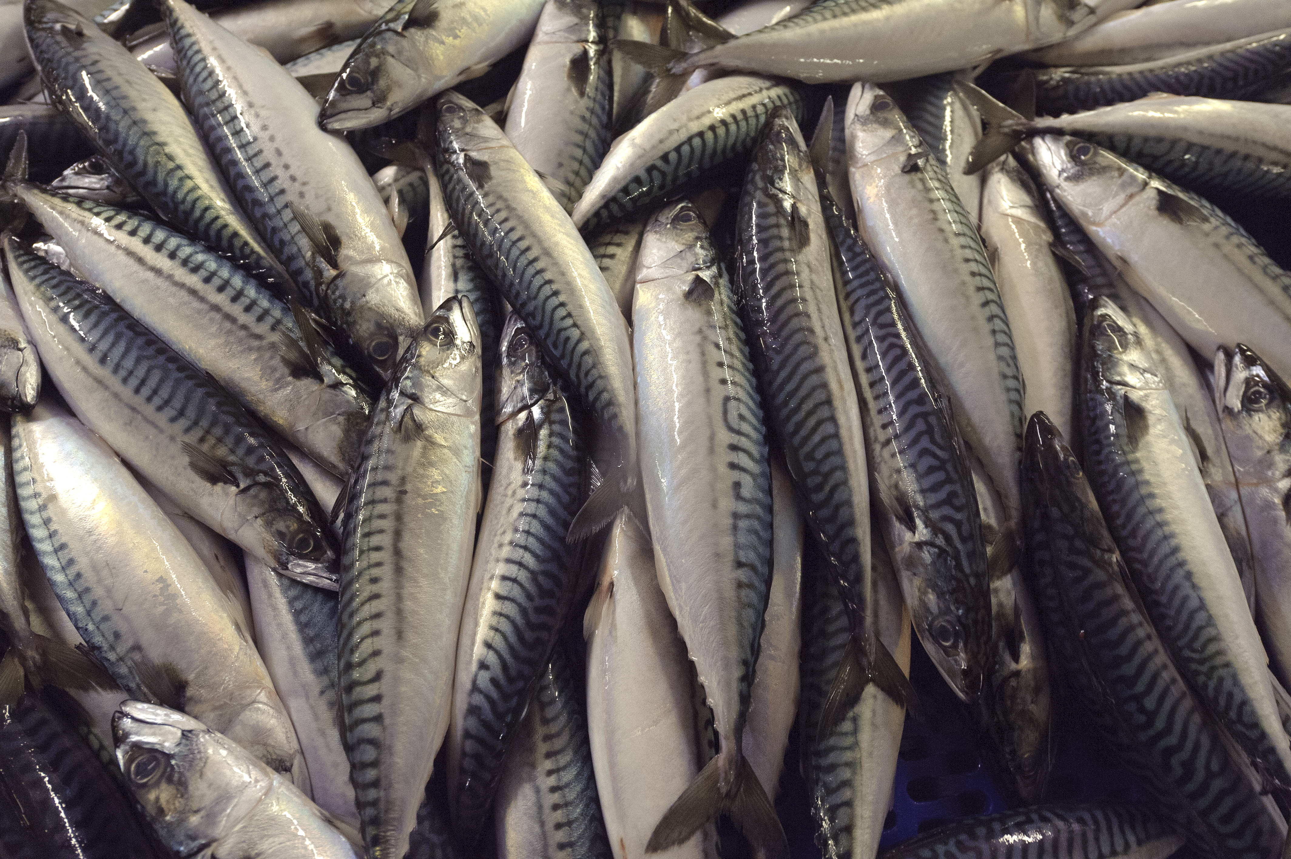 Atlantic mackerel, Scotland