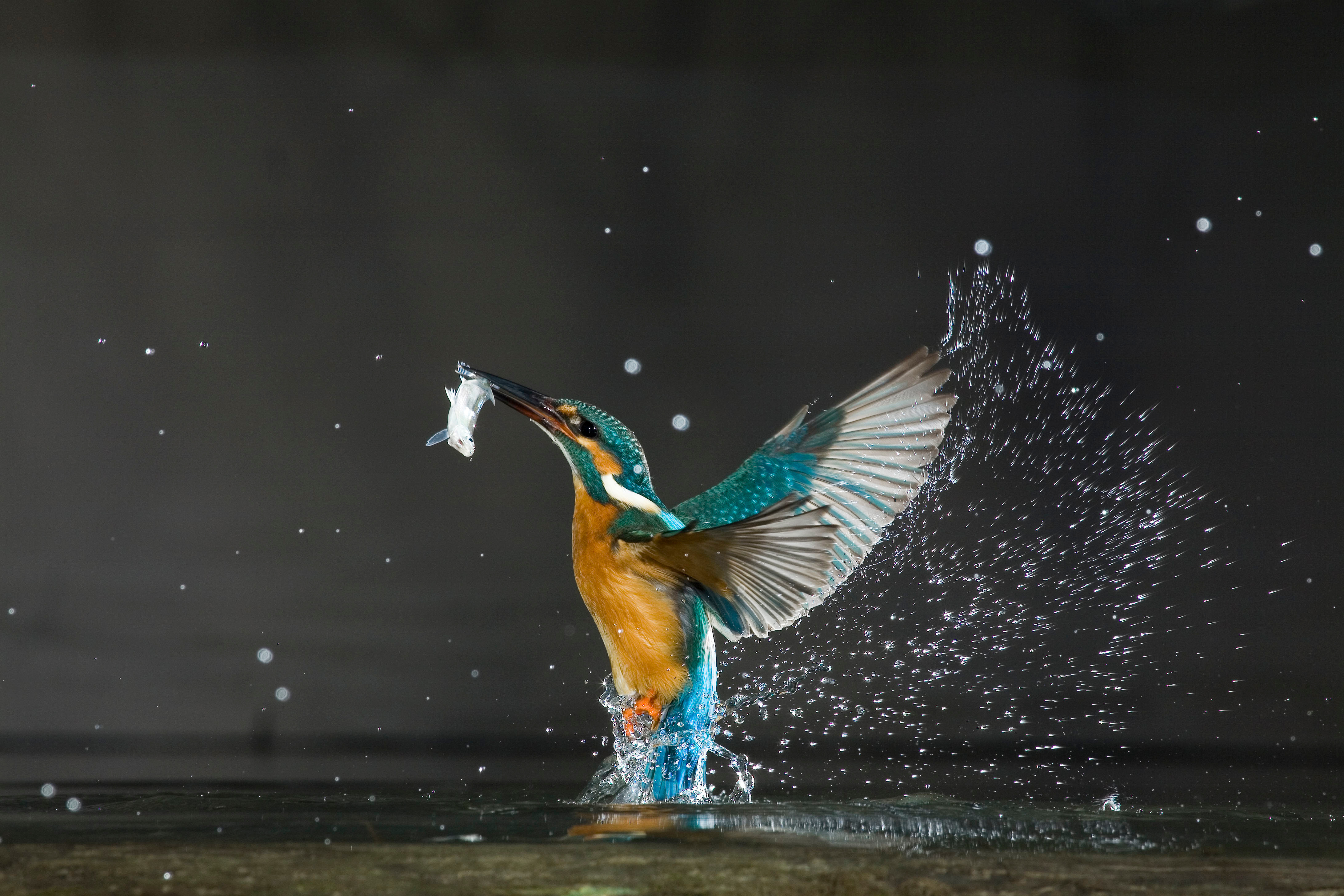 Kingfisher dives in Kingfisher pictured with a fish in its beak