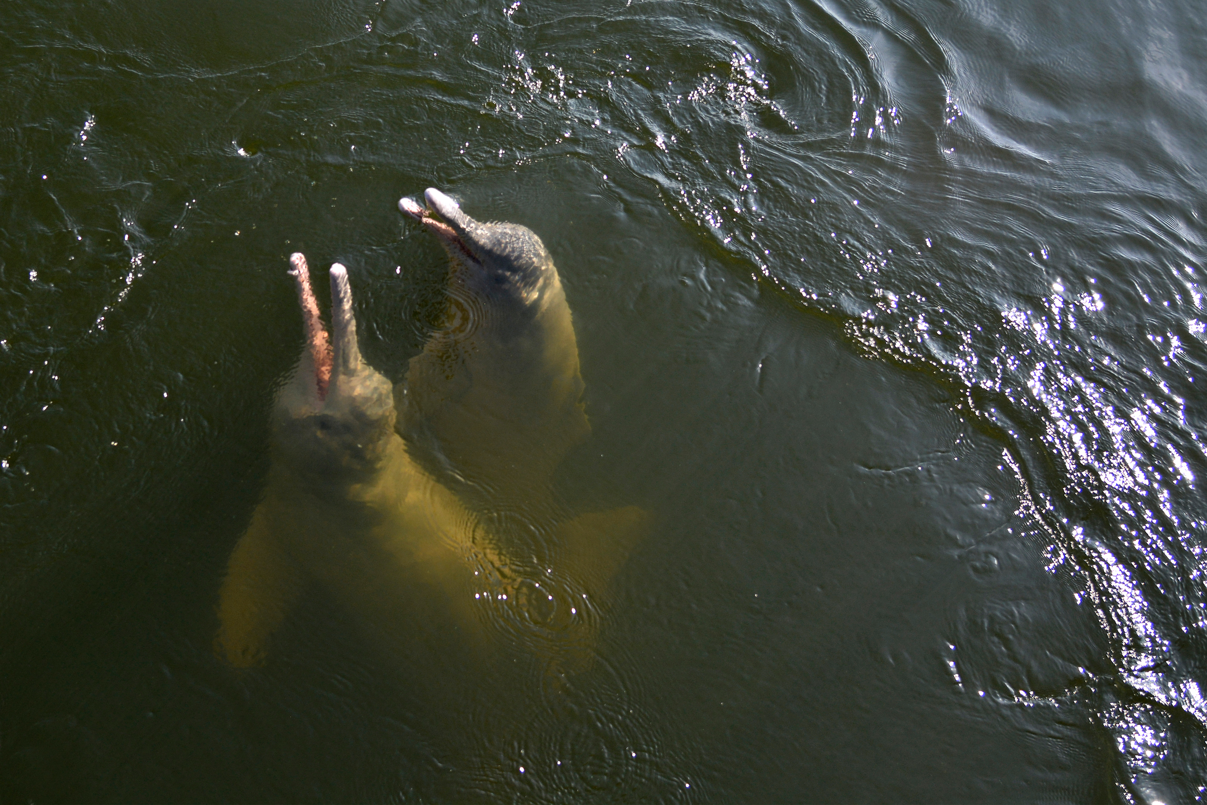 The Amzon River Dolphin The Amzon River Dolphin
