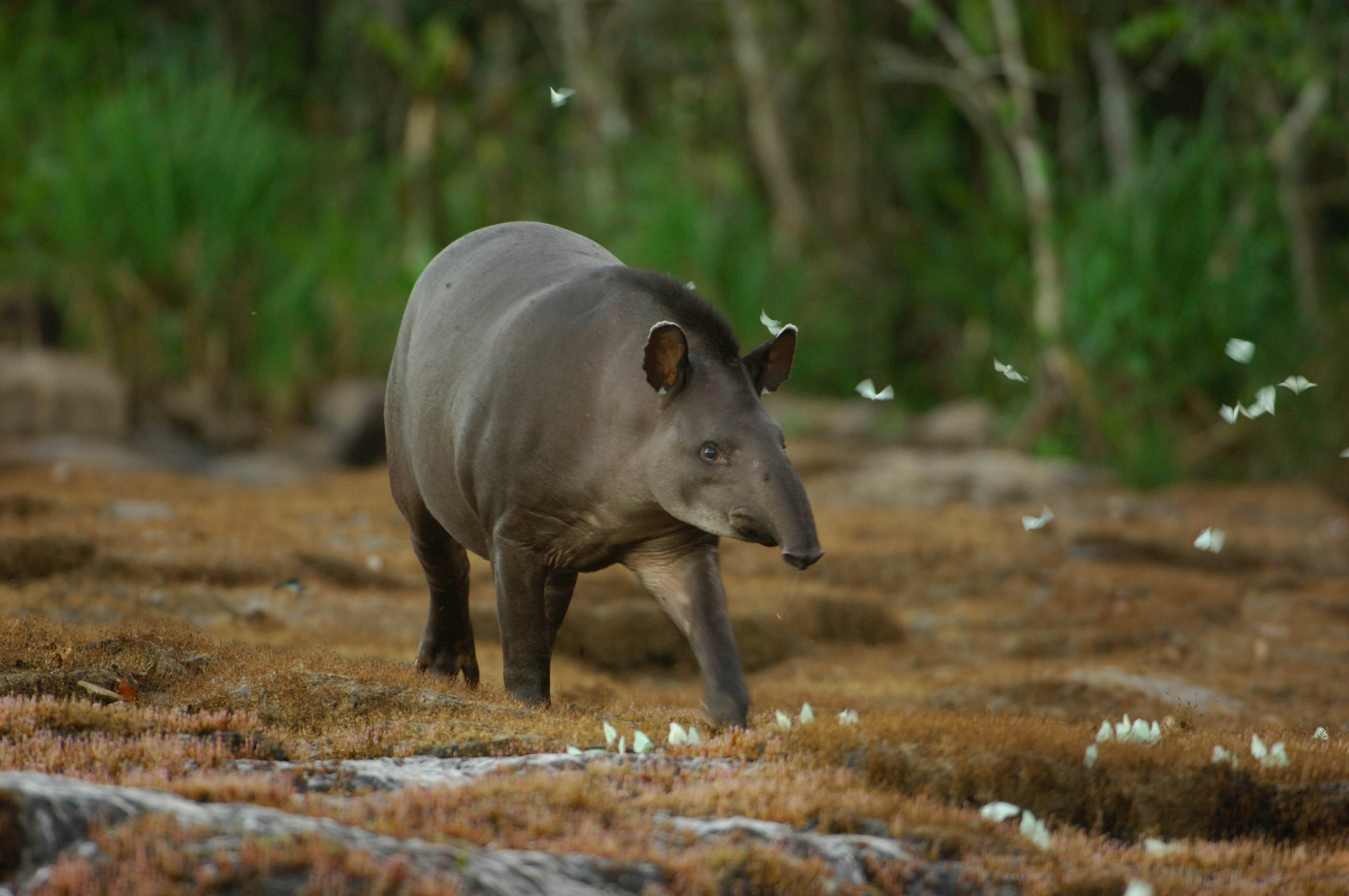 Tapir from Juruena National Park, Brazil Tapir from Juruena National Park, Brazil