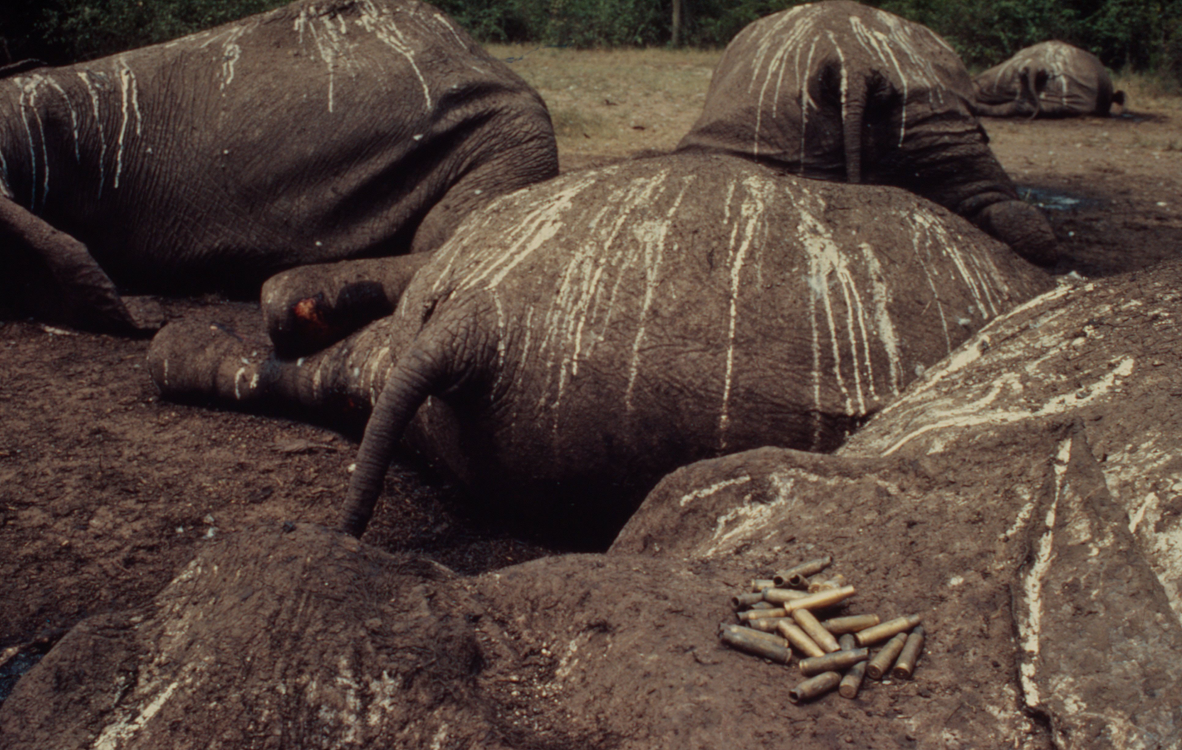 Poached African elephants, Uganda Poached African elephants, Uganda