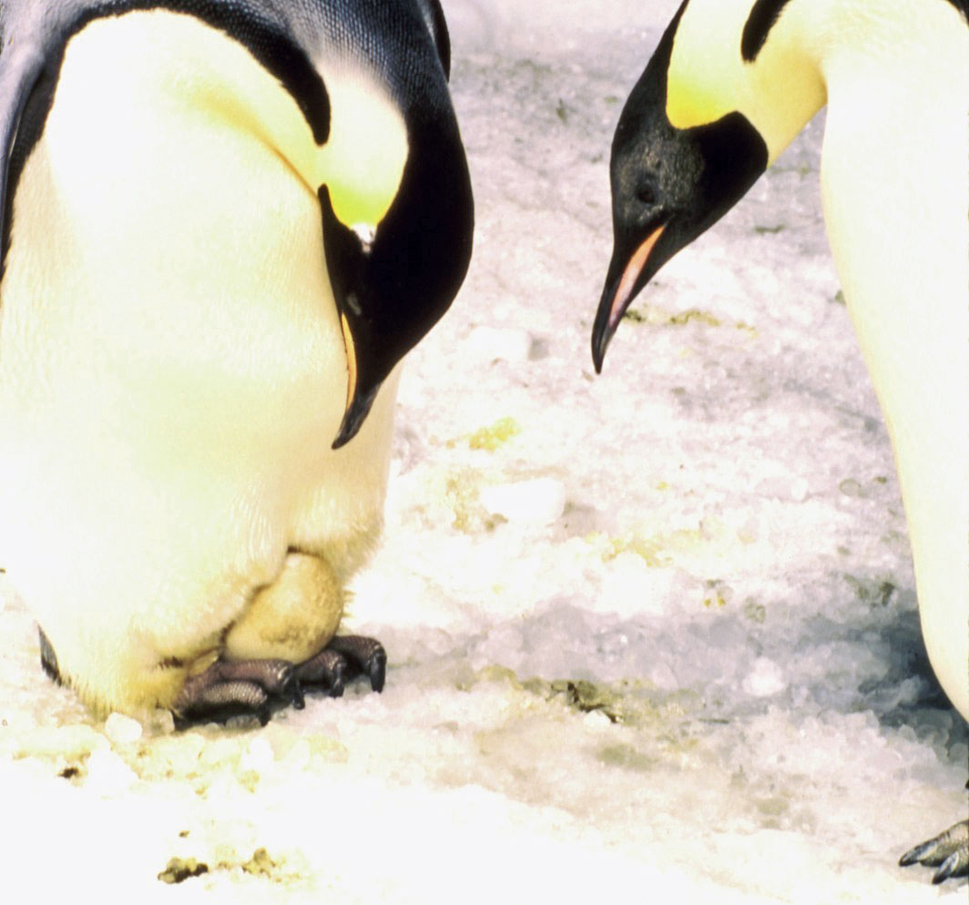 Emperor penguins with egg Emperor penguins with egg