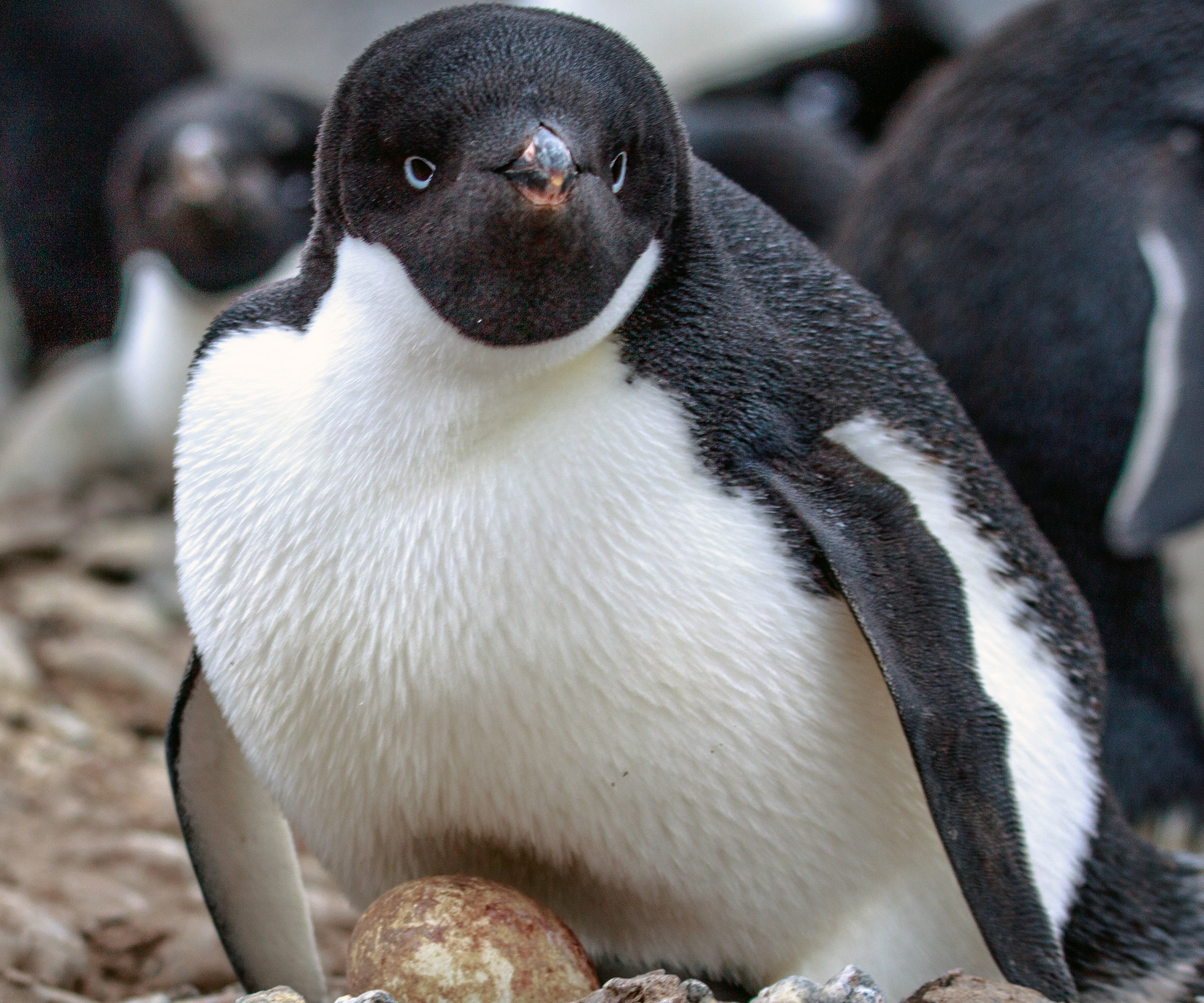 Adelie penguin sitting on an egg Adelie penguin sitting on an egg