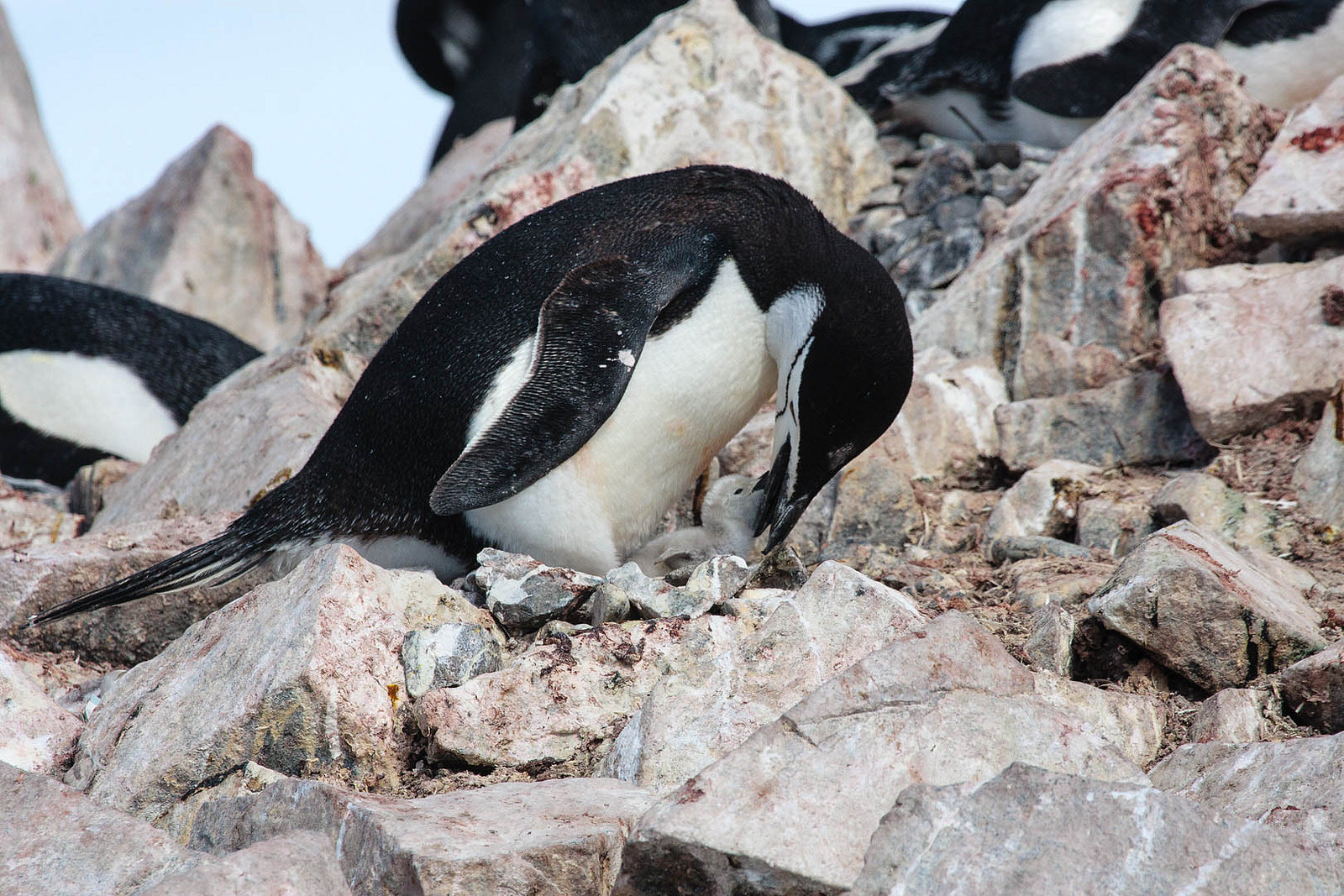 Chinstrap penguin Chinstrap penguin