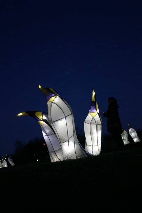Lantern penguins Lantern penguins