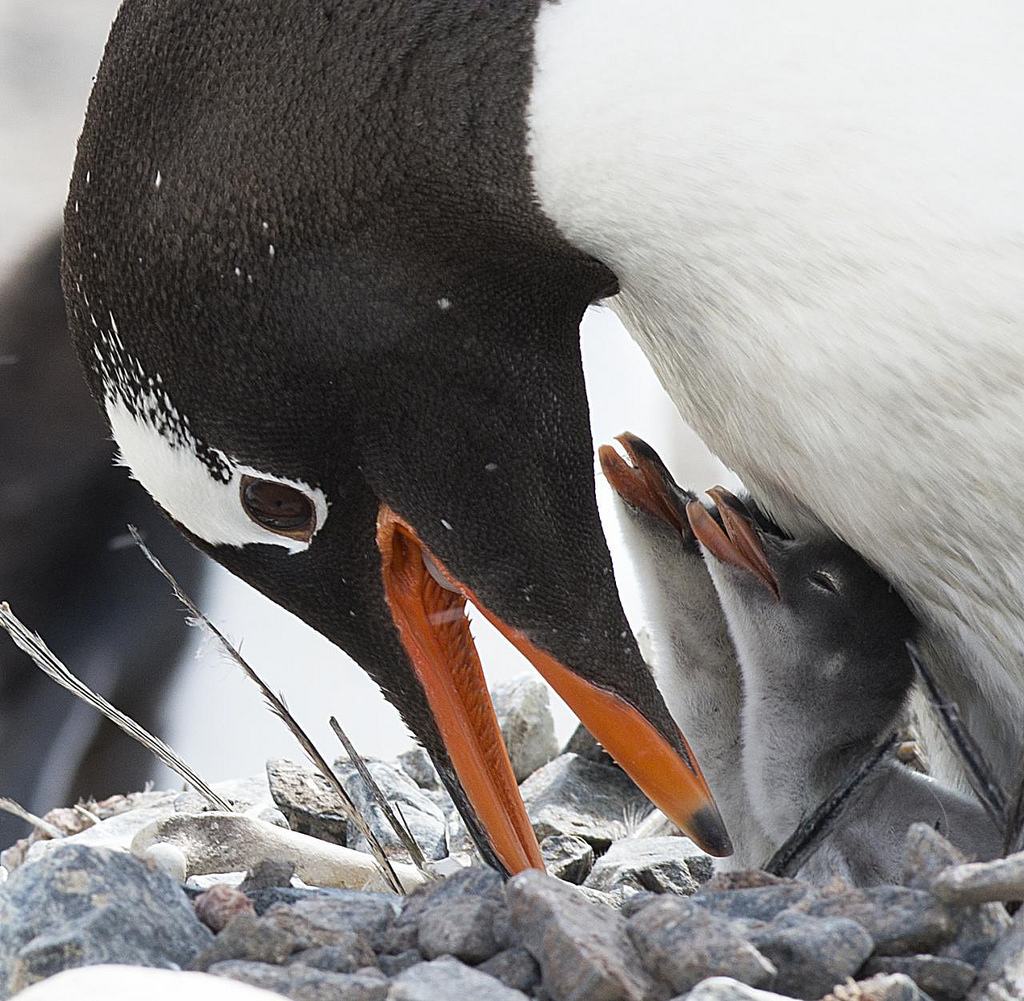 Gentoo Penguin with chicks Gentoo Penguin with chicks