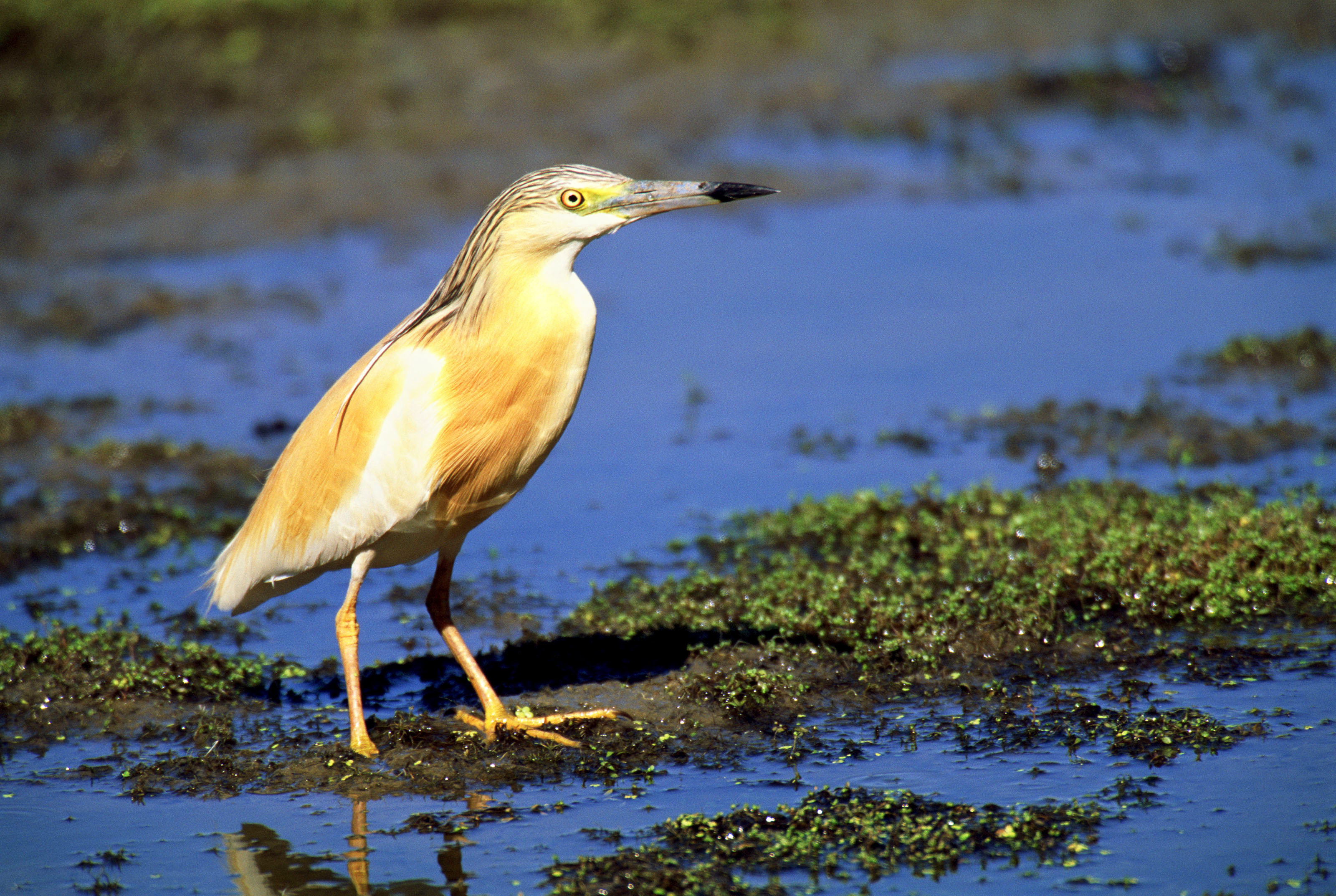 Squacco heron, Donana, Spain Squacco heron, Donana, Spain