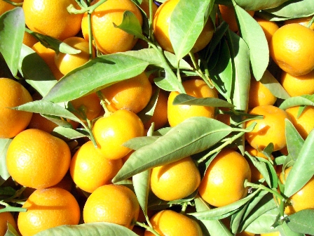 Oranges Oranges