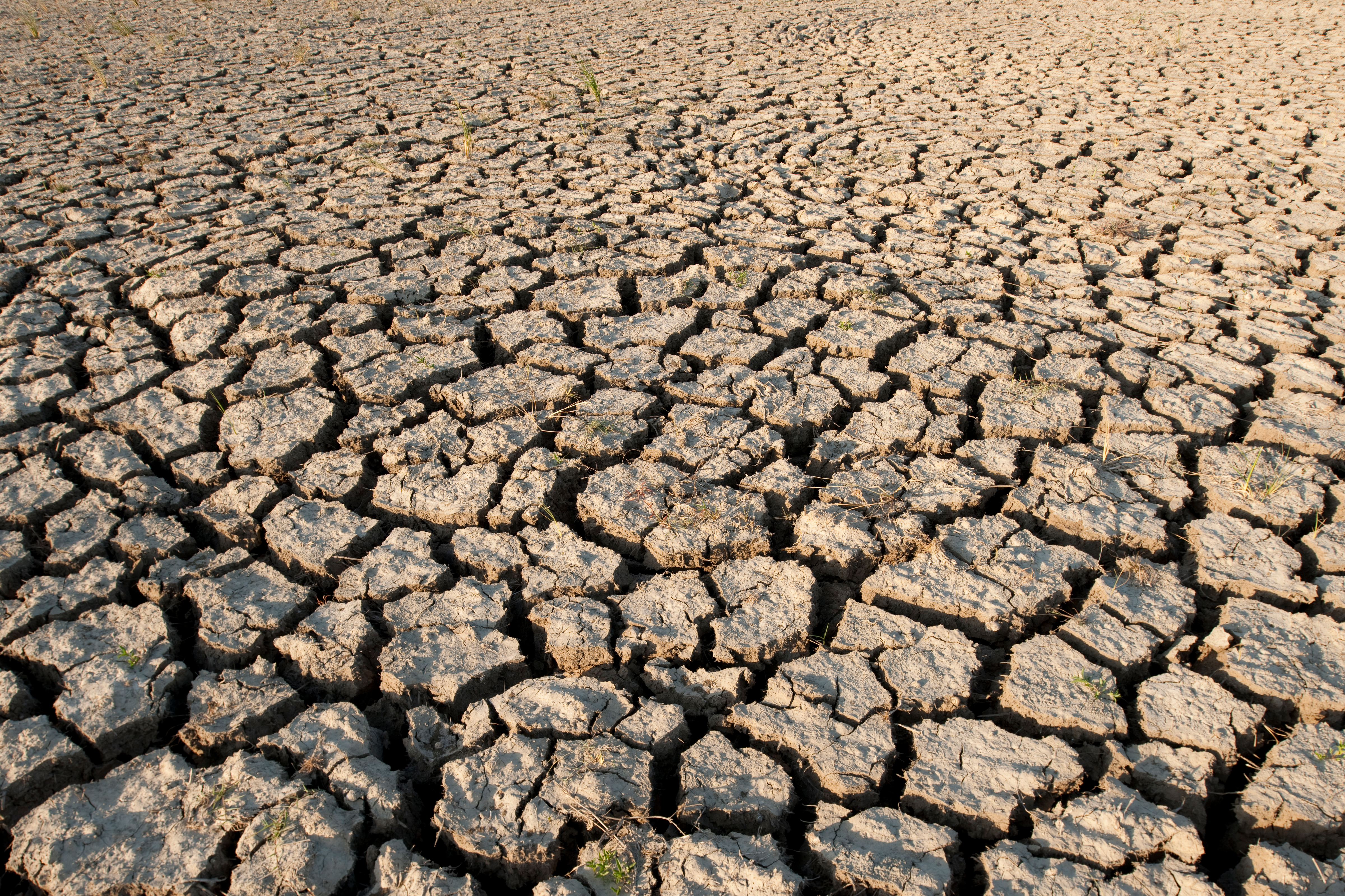 Rice field drought, Philippines Rice field drought, Philippines