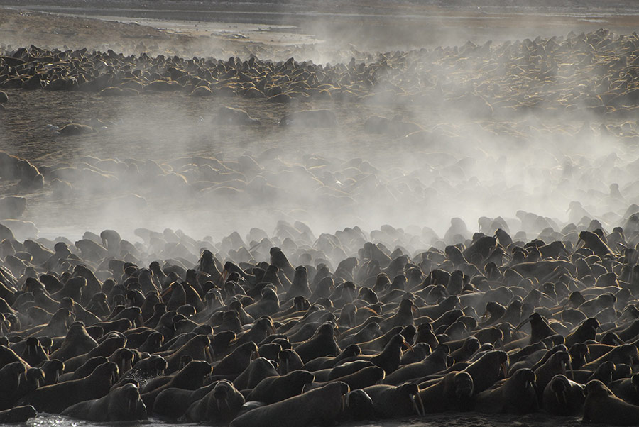 Mass walrus haul-out, Chukotka, Russia