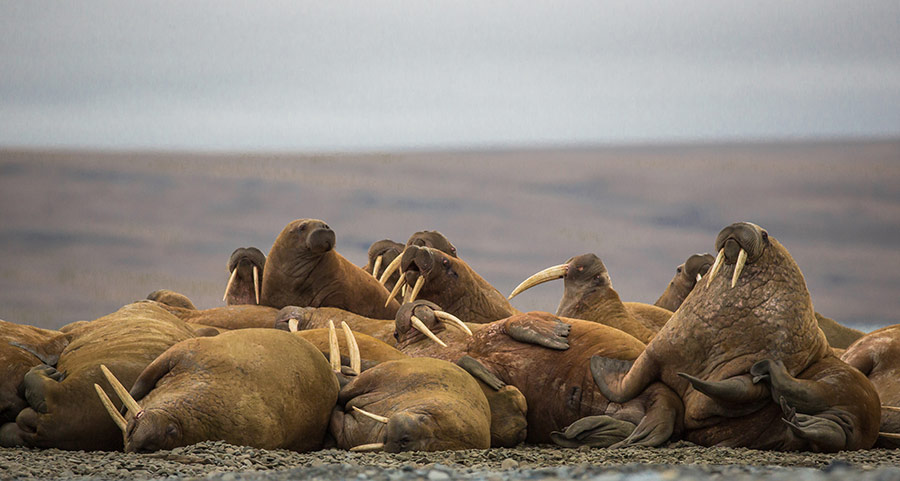 Walruses, Laptev