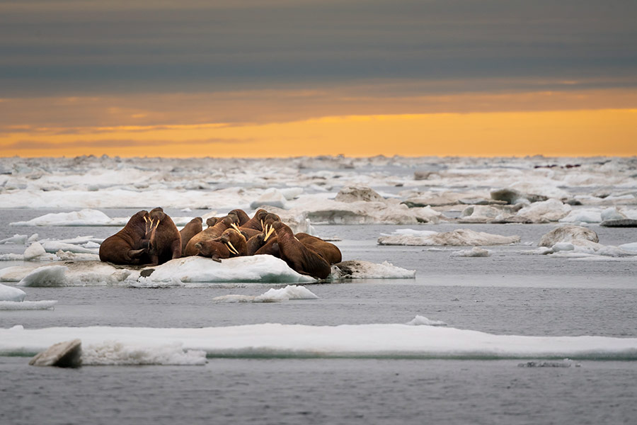 Atlantic walrus, Svalbard