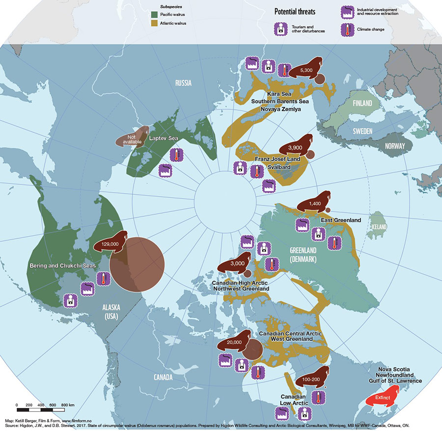 A map showing Walrus movements