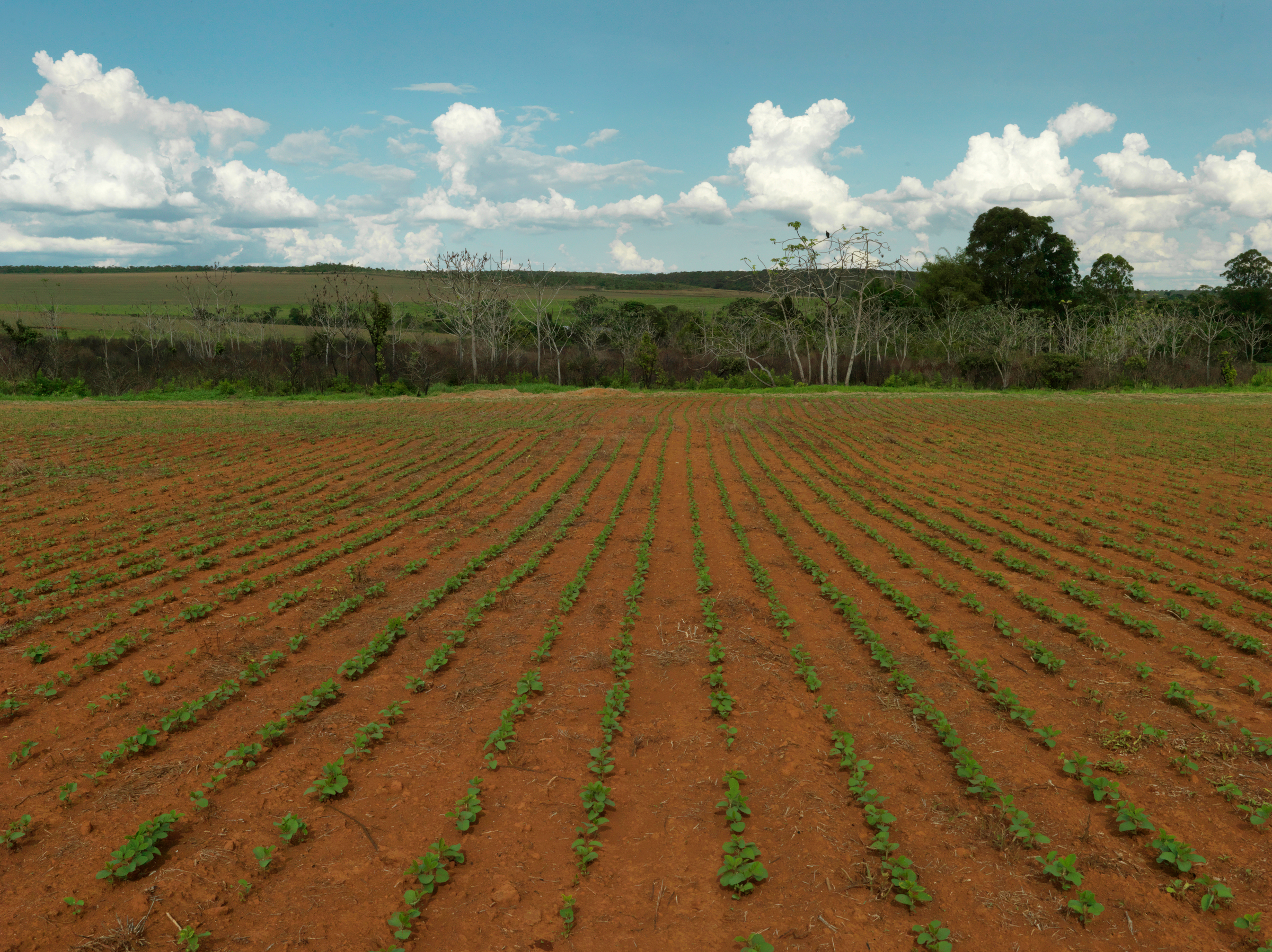 A soy farm in the Cerrado, Brazil A soy farm in the Cerrado, Brazil