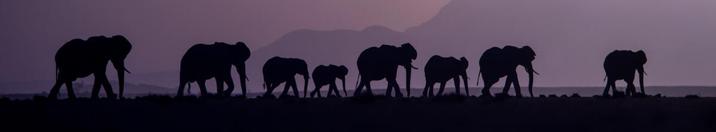 Elephant herd at dusk