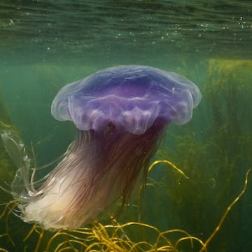 Blue Jellyfish image