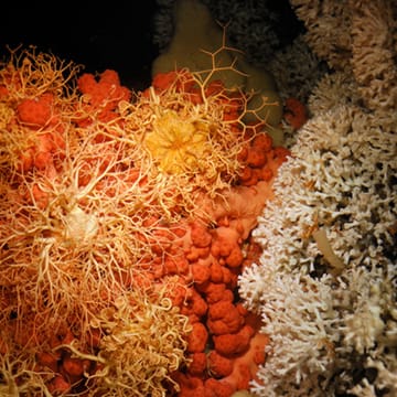 Cold-Water Coral image